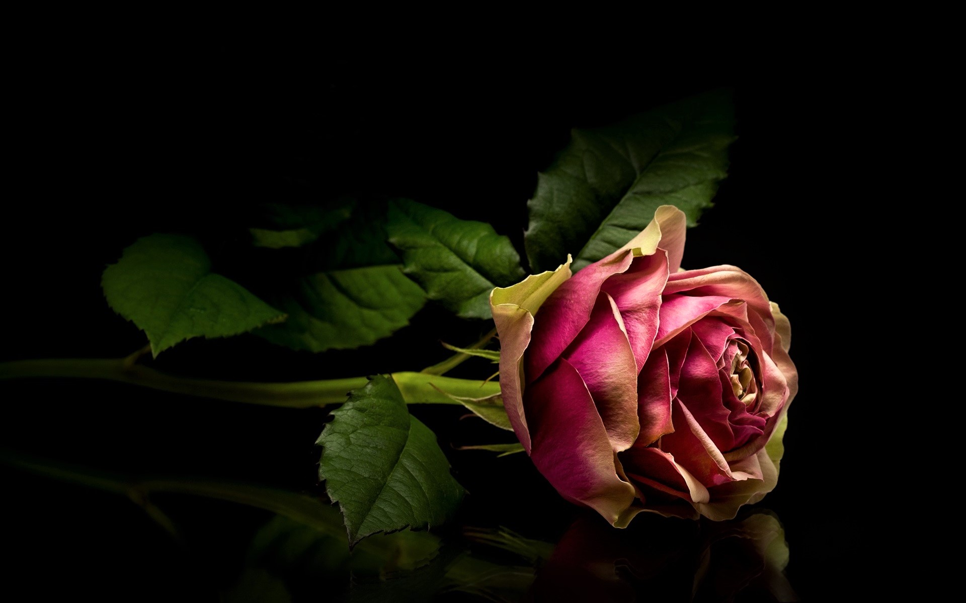 434896 завантажити картинку земля, роза, листок, рожева квітка, стебло, флауерзи - шпалери і заставки безкоштовно