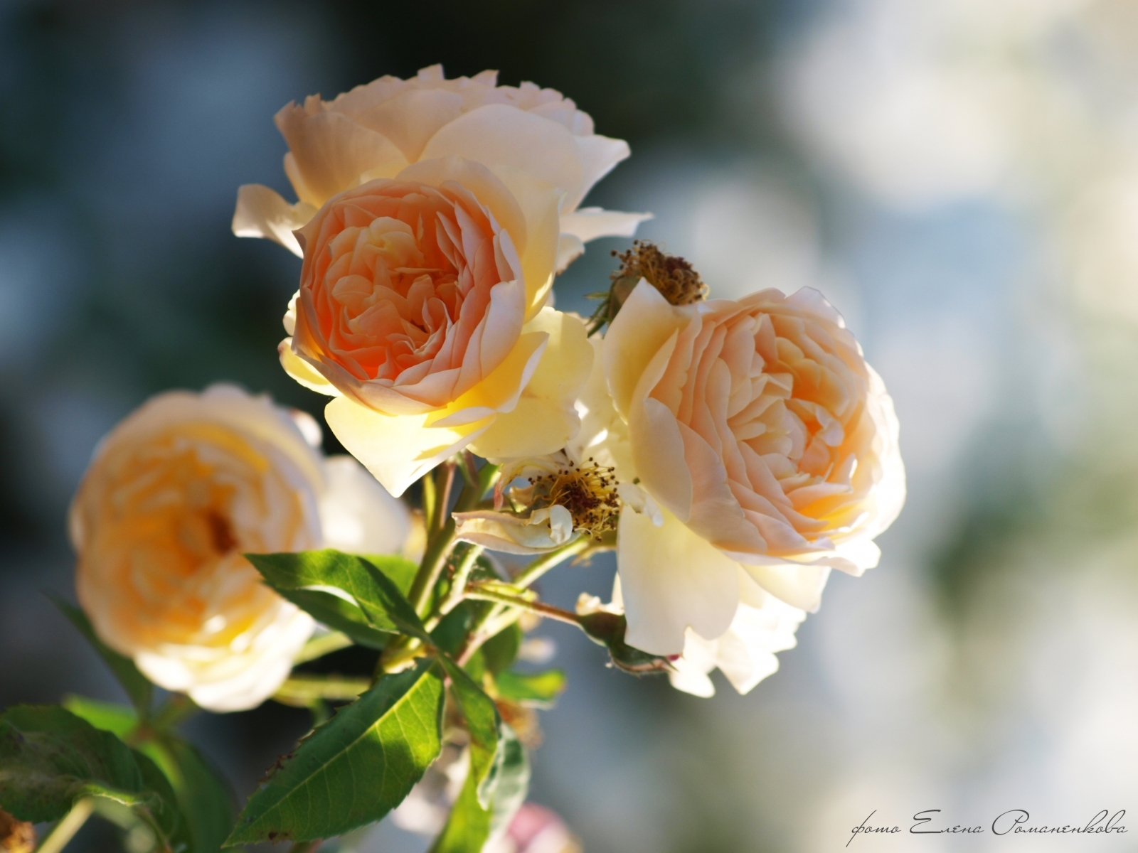Скачать обои бесплатно Цветы, Растения, Розы картинка на рабочий стол ПК