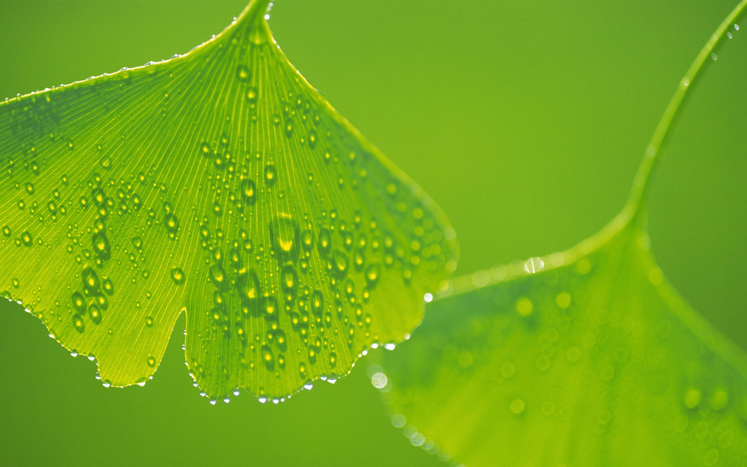 Descarga gratuita de fondo de pantalla para móvil de Hoja, Tierra/naturaleza.