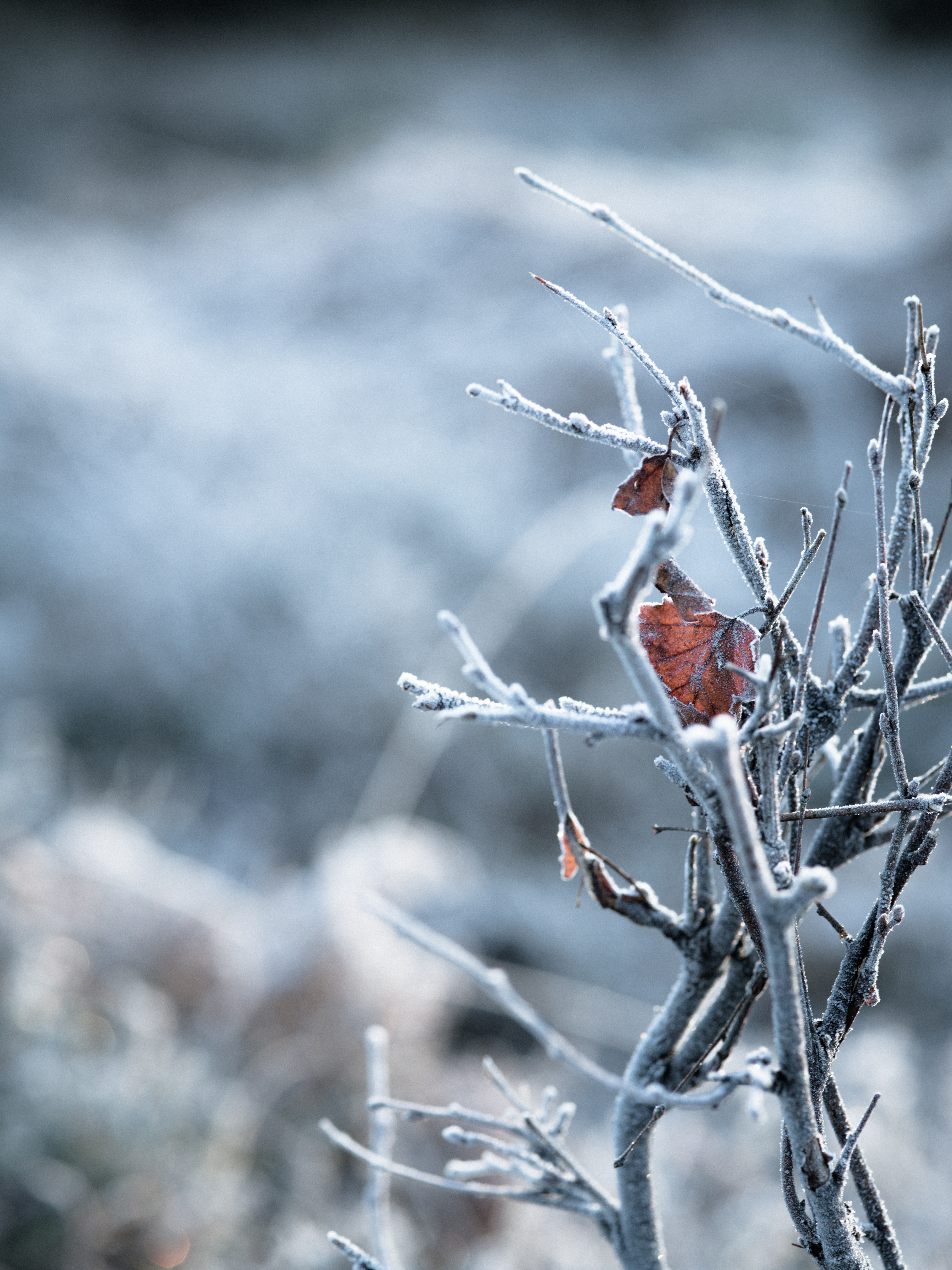 Download mobile wallpaper Frost, Macro, Branches, Hoarfrost, Leaves, Winter for free.