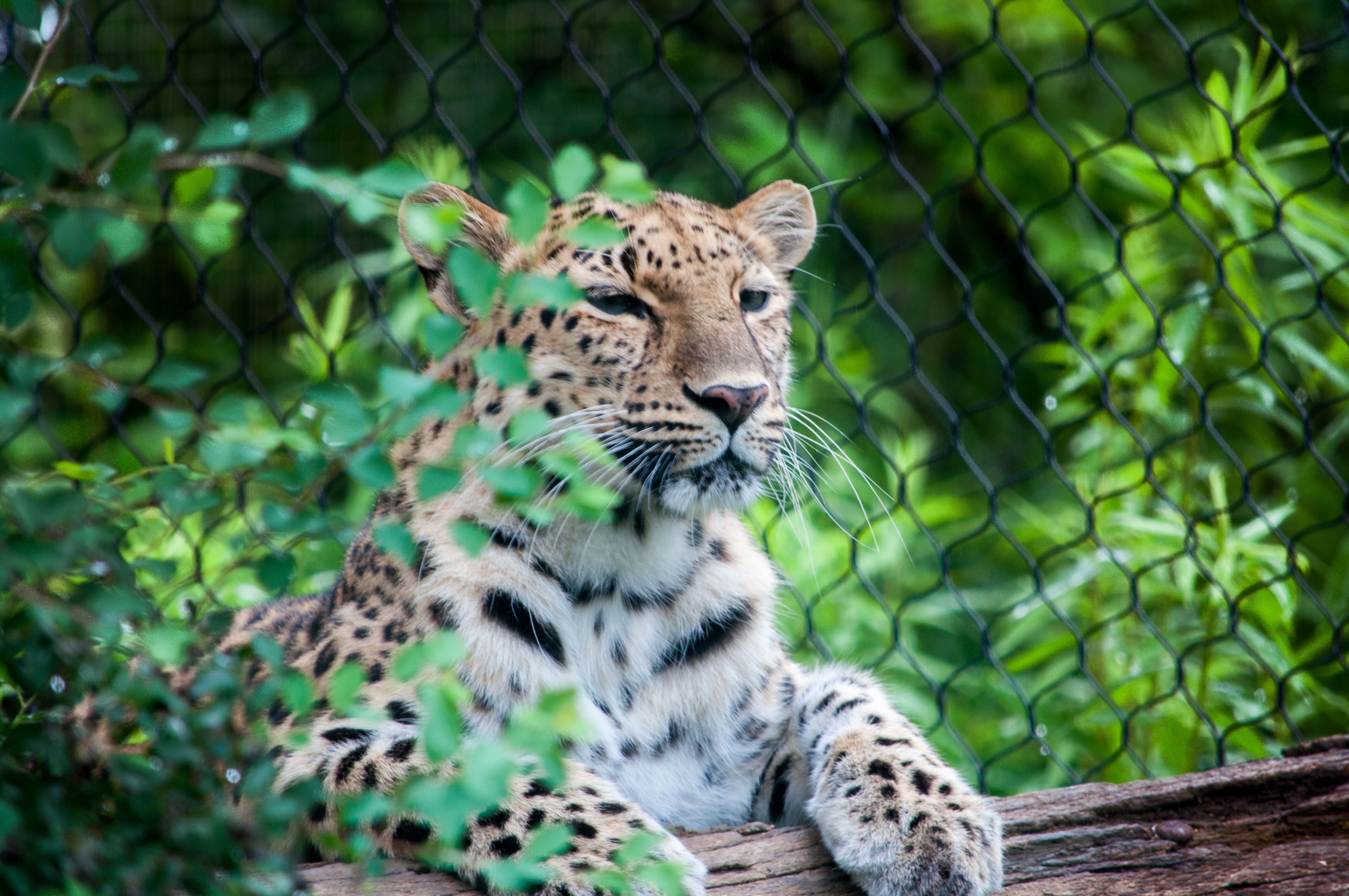 144670 Bild herunterladen tiere, leopard, schnauze, raubtier, predator, sitzt - Hintergrundbilder und Bildschirmschoner kostenlos