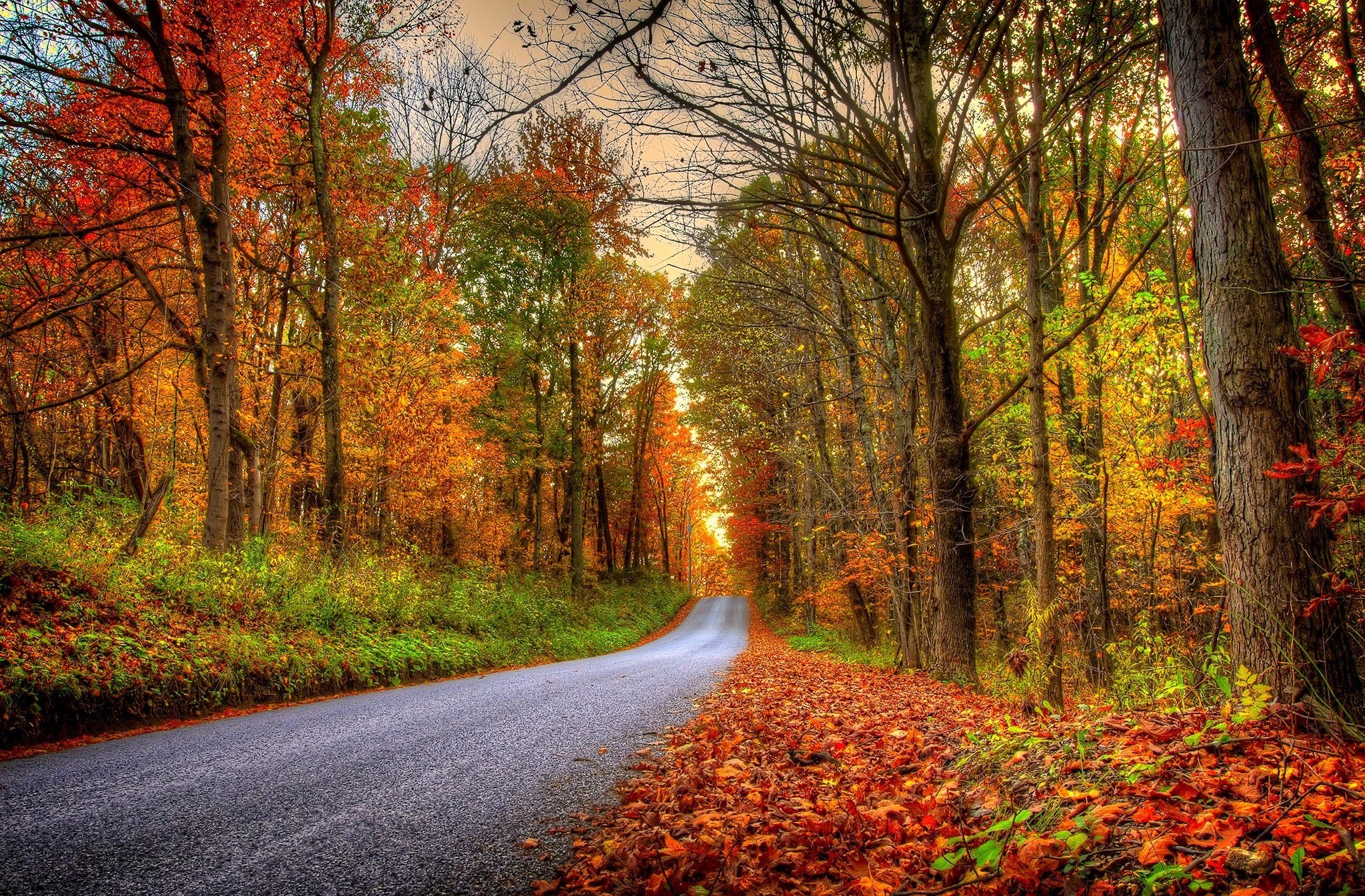 Download mobile wallpaper Road, Tree, Leaf, Fall, Photography for free.