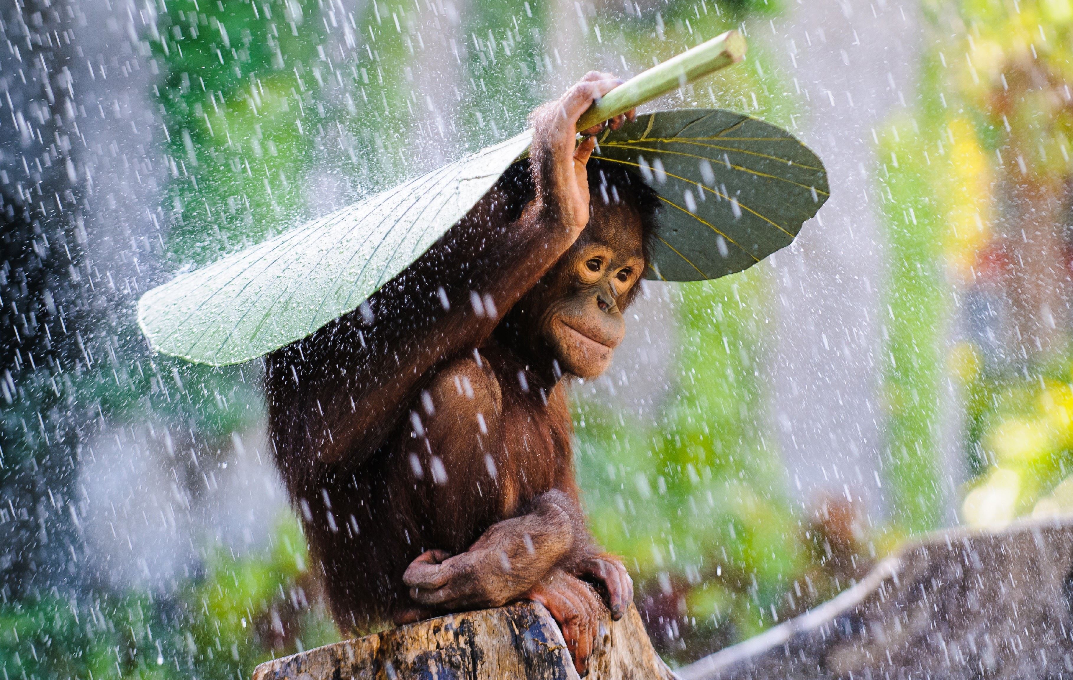 381195 скачать картинку животные, обезьяна, обезьяны, орангутанг, милые, листва, дождь - обои и заставки бесплатно