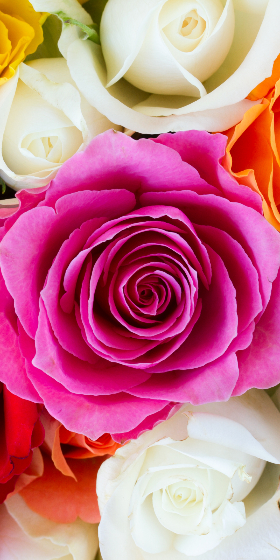 Скачати мобільні шпалери Квітка, Роза, Земля, Барвистий, Кольори, Біла Квітка, Рожева Квітка, Флауерзи безкоштовно.