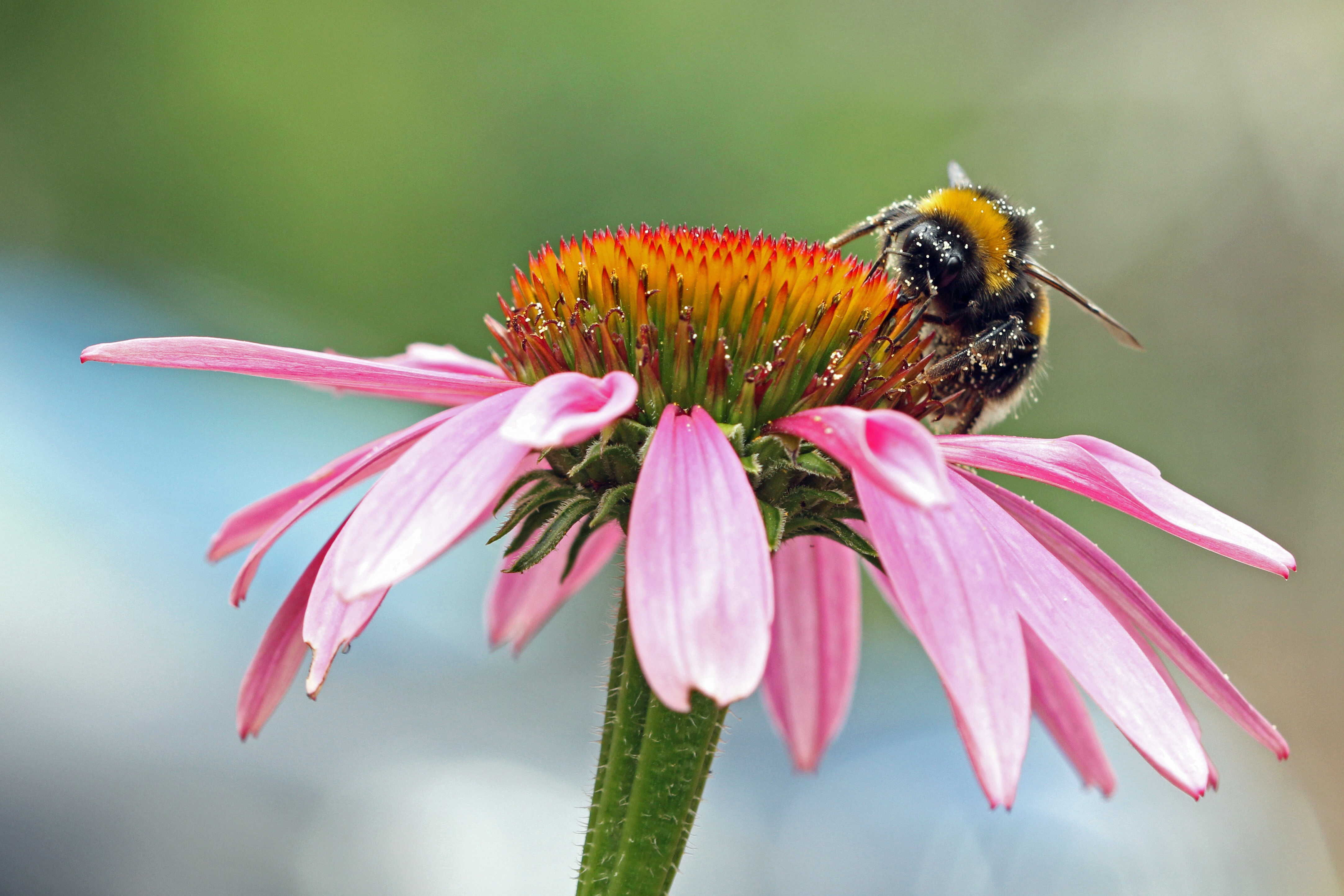 Téléchargez gratuitement l'image Animaux, Insectes, Fleur, Macro, Insecte, Abeille, Fleur Rose sur le bureau de votre PC