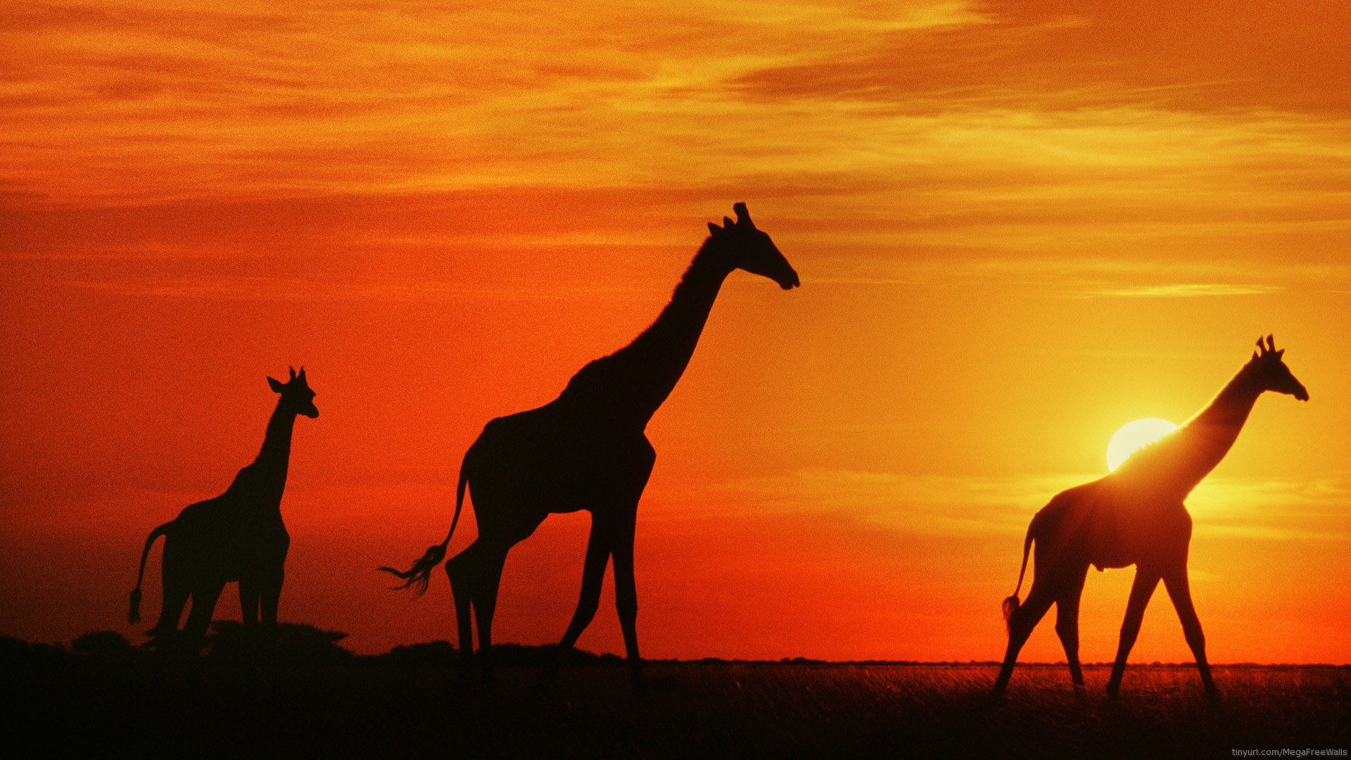 533670 скачать обои силуэт, животные, жирафа, оранжевый цвет), закат - заставки и картинки бесплатно