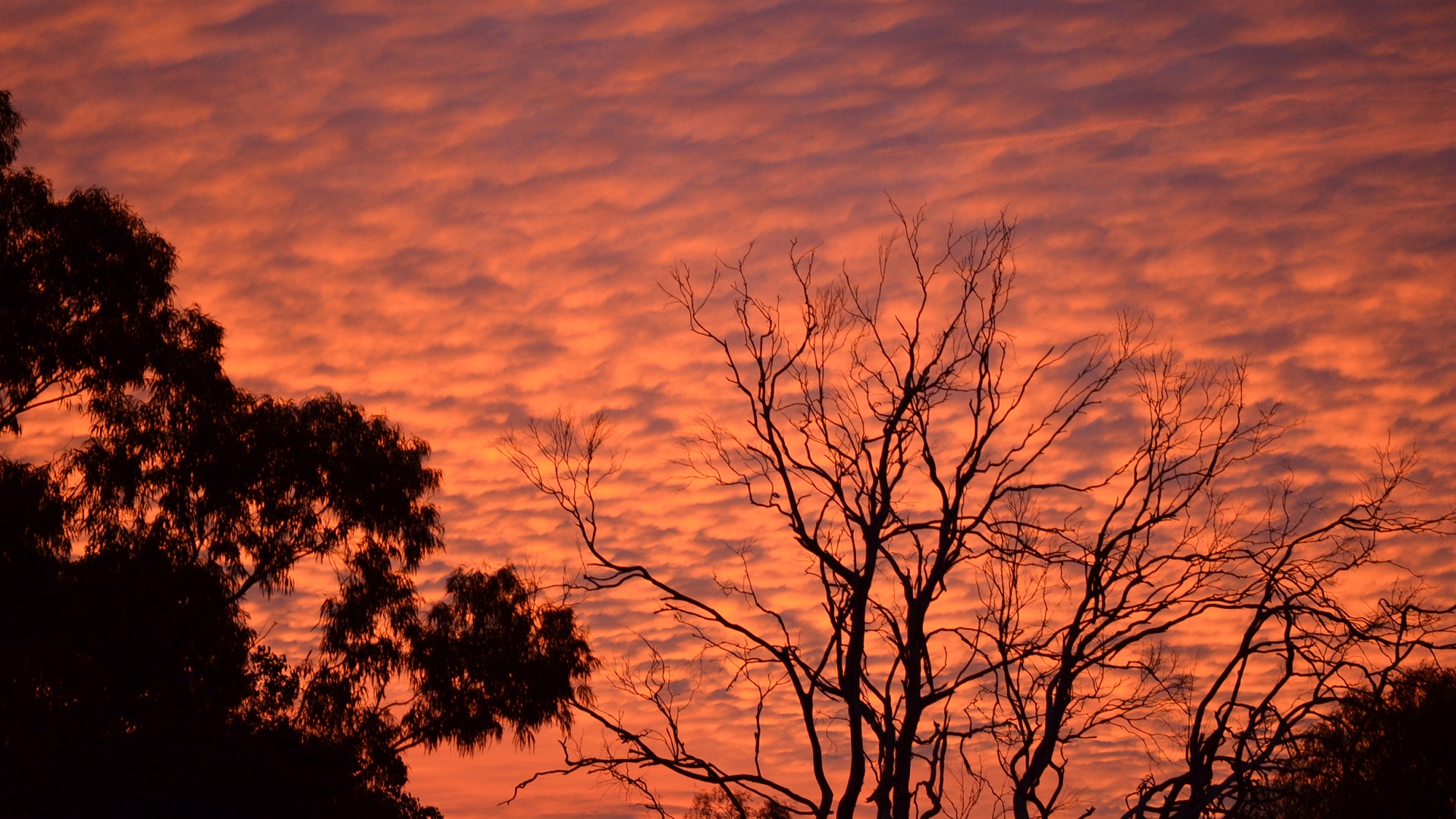 Laden Sie das Natur, Baum, Wolke, Himmel, Sonnenuntergang, Erde/natur, Orange Farbe)-Bild kostenlos auf Ihren PC-Desktop herunter