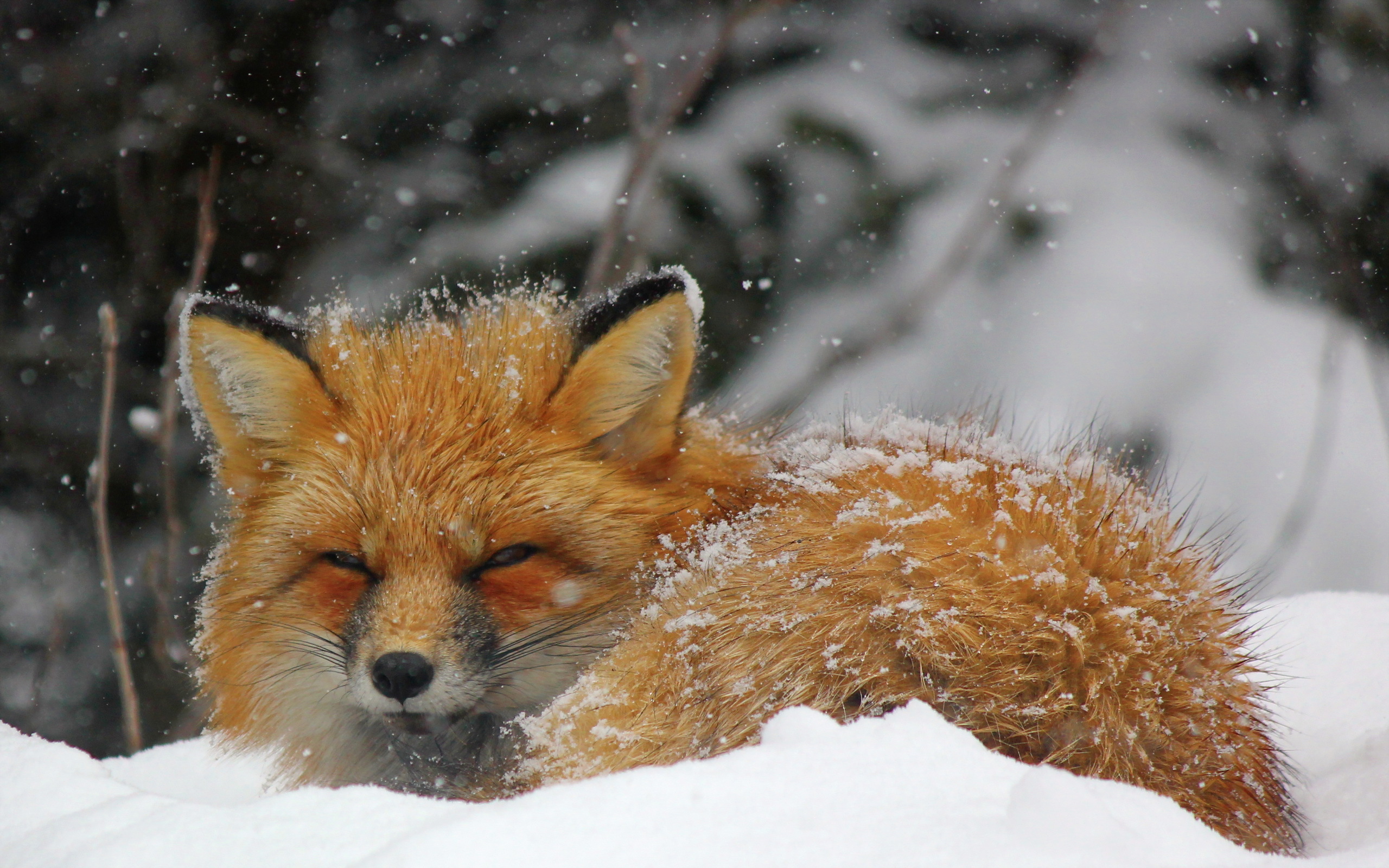無料モバイル壁紙動物, 冬, 雪, 狐, 降雪をダウンロードします。