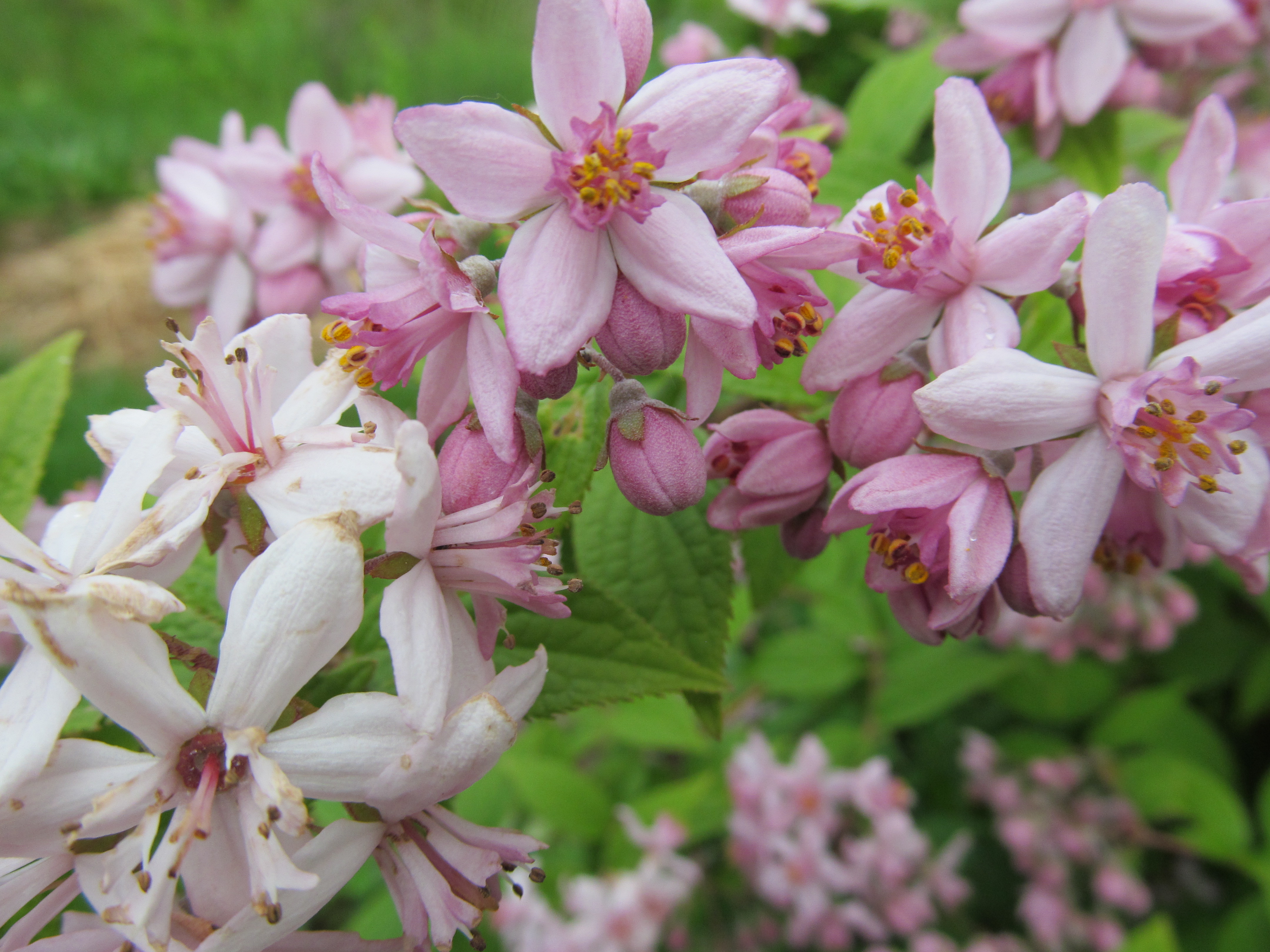 Descarga gratis la imagen Flores, Flor, Tierra/naturaleza en el escritorio de tu PC