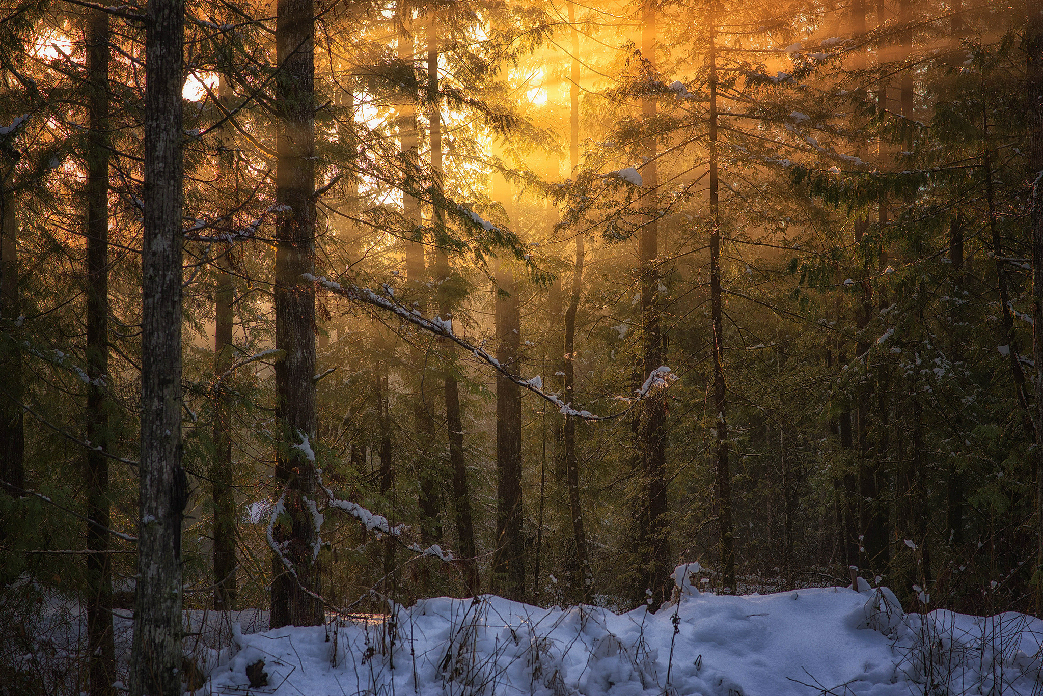 Скачать картинку Зима, Закат, Солнце, Снег, Лес, Дерево, Солнечный Свет, Земля/природа в телефон бесплатно.