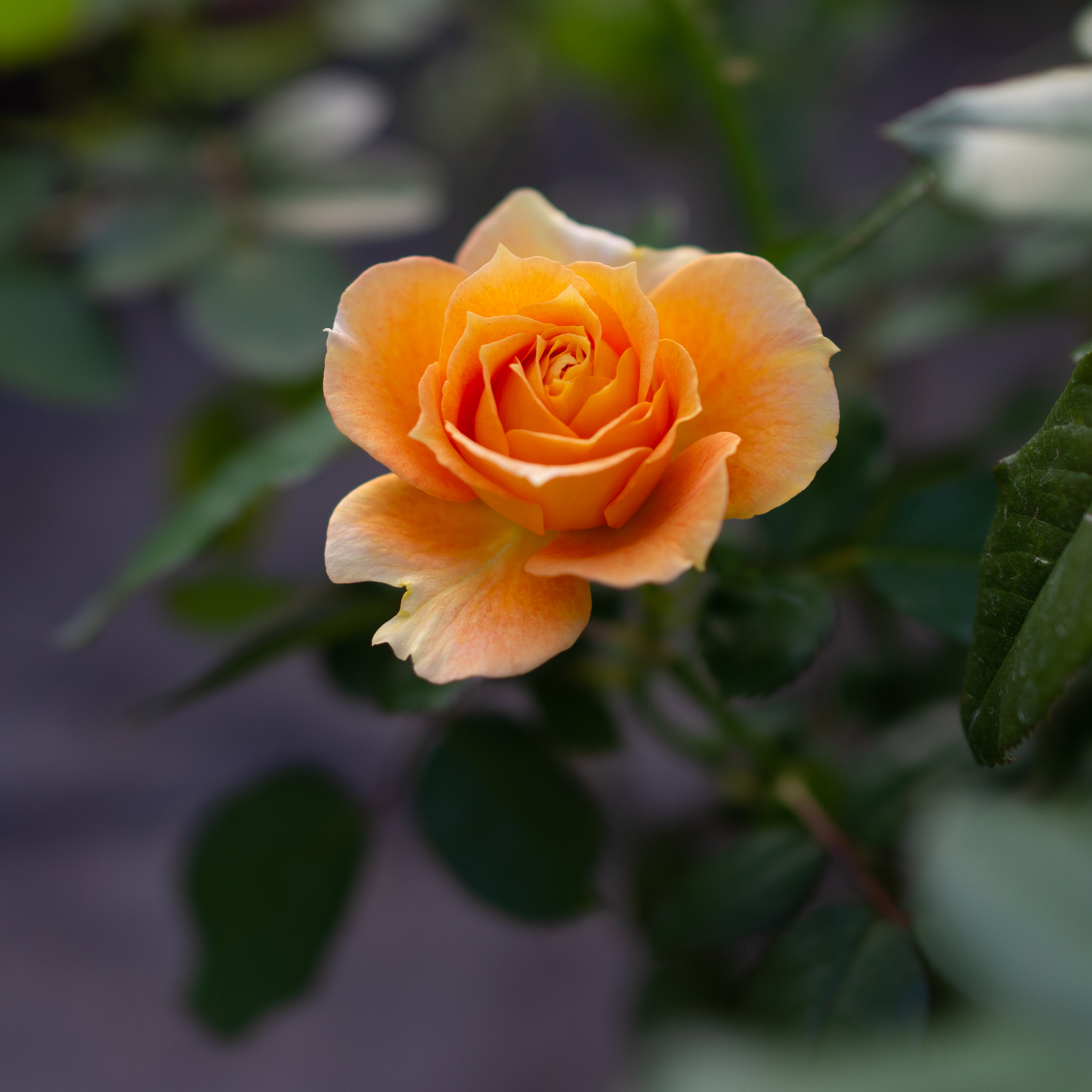 Téléchargez des papiers peints mobile Macro, Fleurs, Floraison, Fleur, Une Rose, Rose gratuitement.