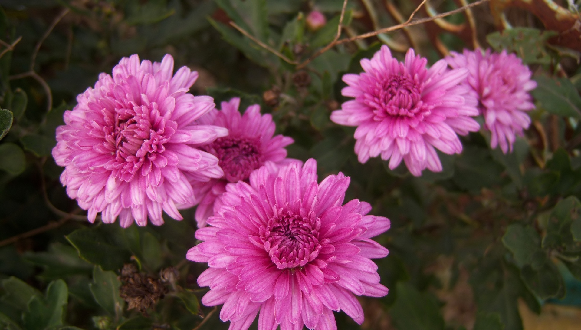 Laden Sie das Blumen, Erde/natur, Chrysanthemen-Bild kostenlos auf Ihren PC-Desktop herunter