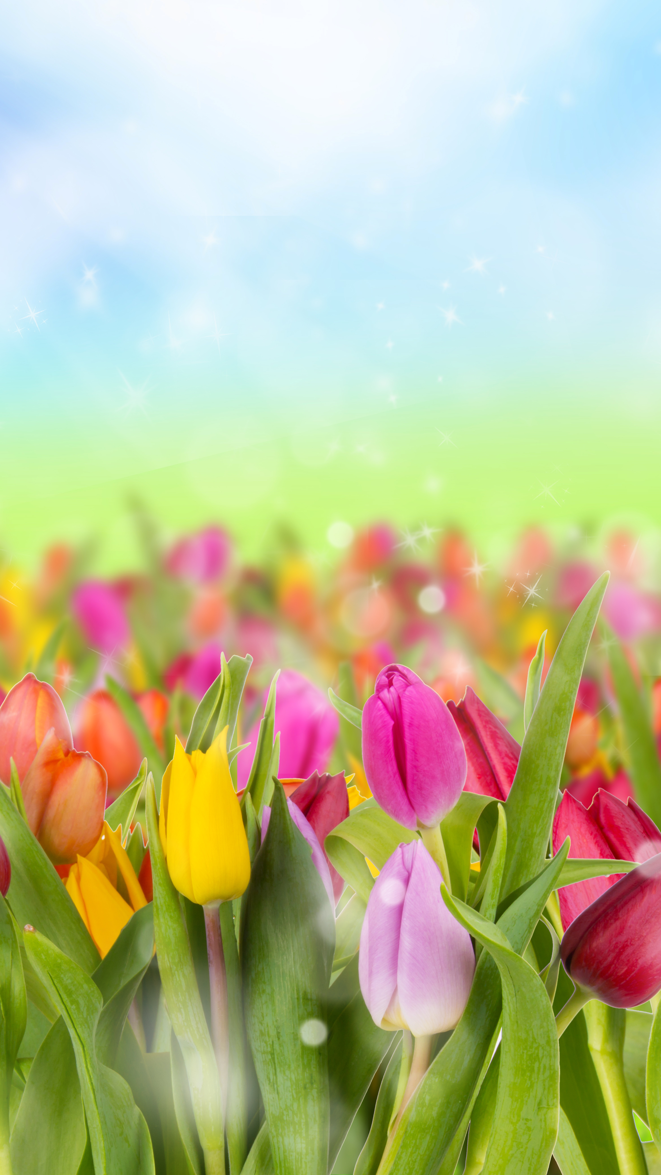 Handy-Wallpaper Blumen, Farben, Tulpe, Gelbe Blume, Lila Blume, Erde/natur, Orangene Blume kostenlos herunterladen.