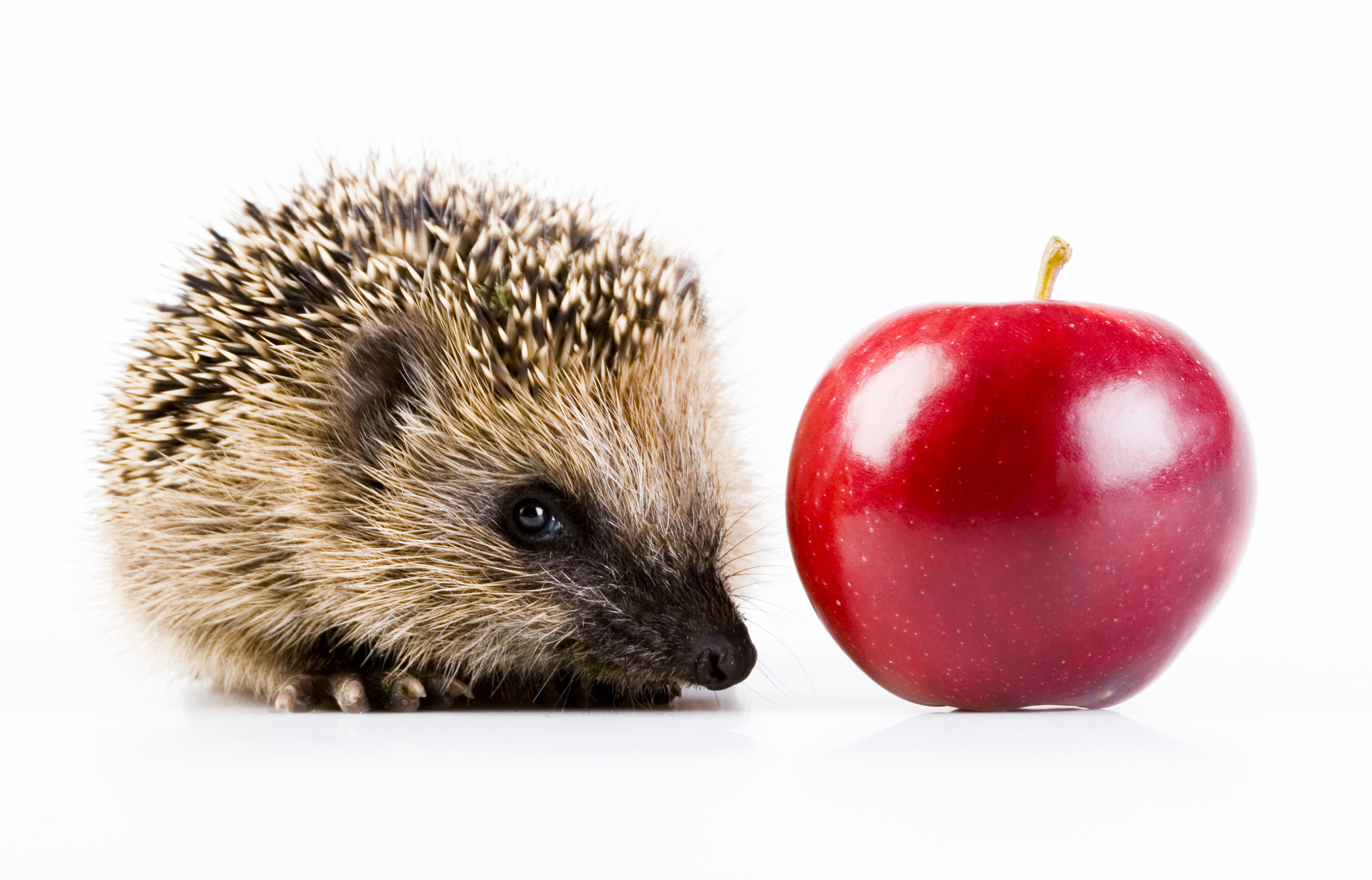 Free download wallpaper Apple, Animal, Hedgehog on your PC desktop
