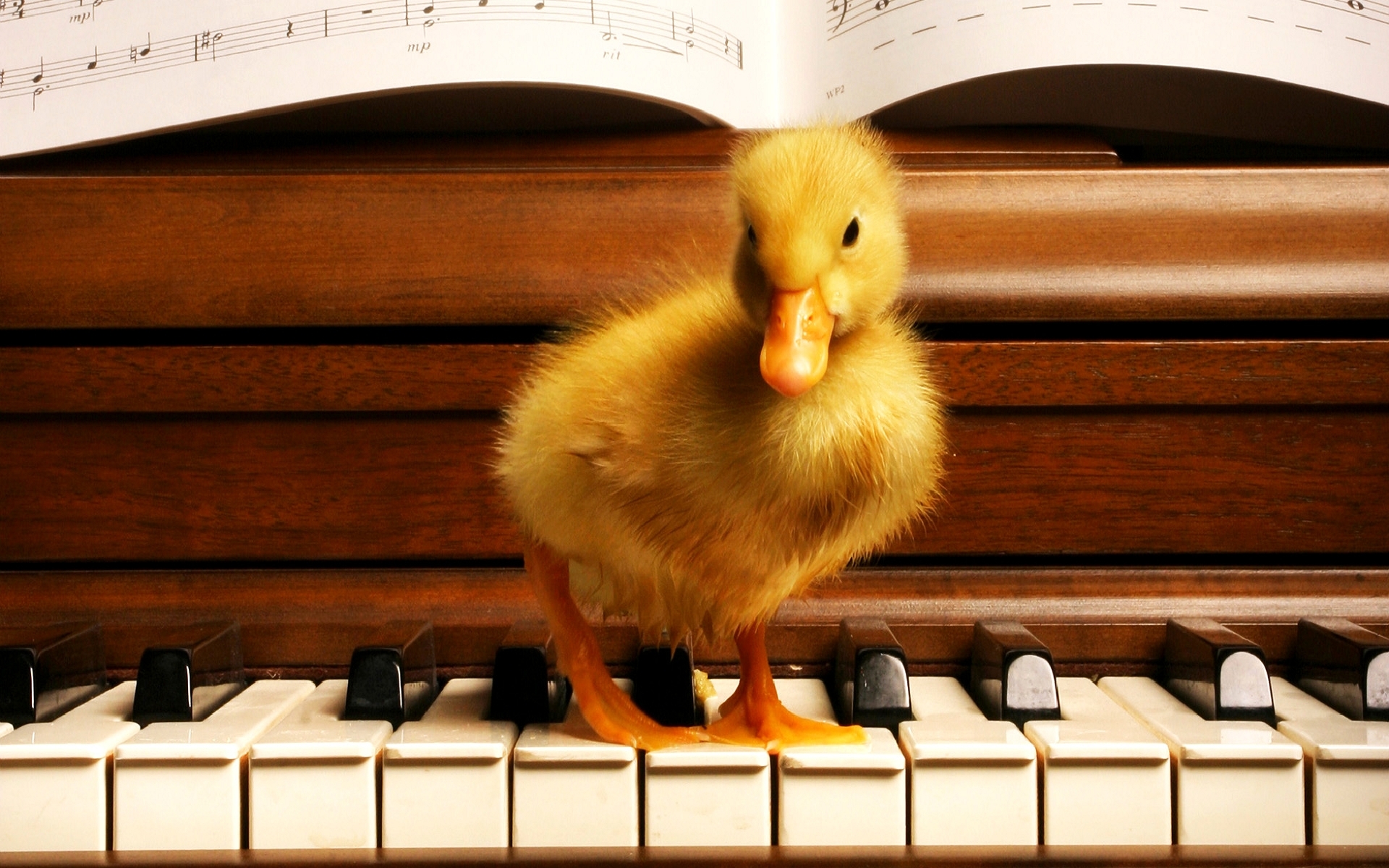 ducks, music, animals, piano, orange