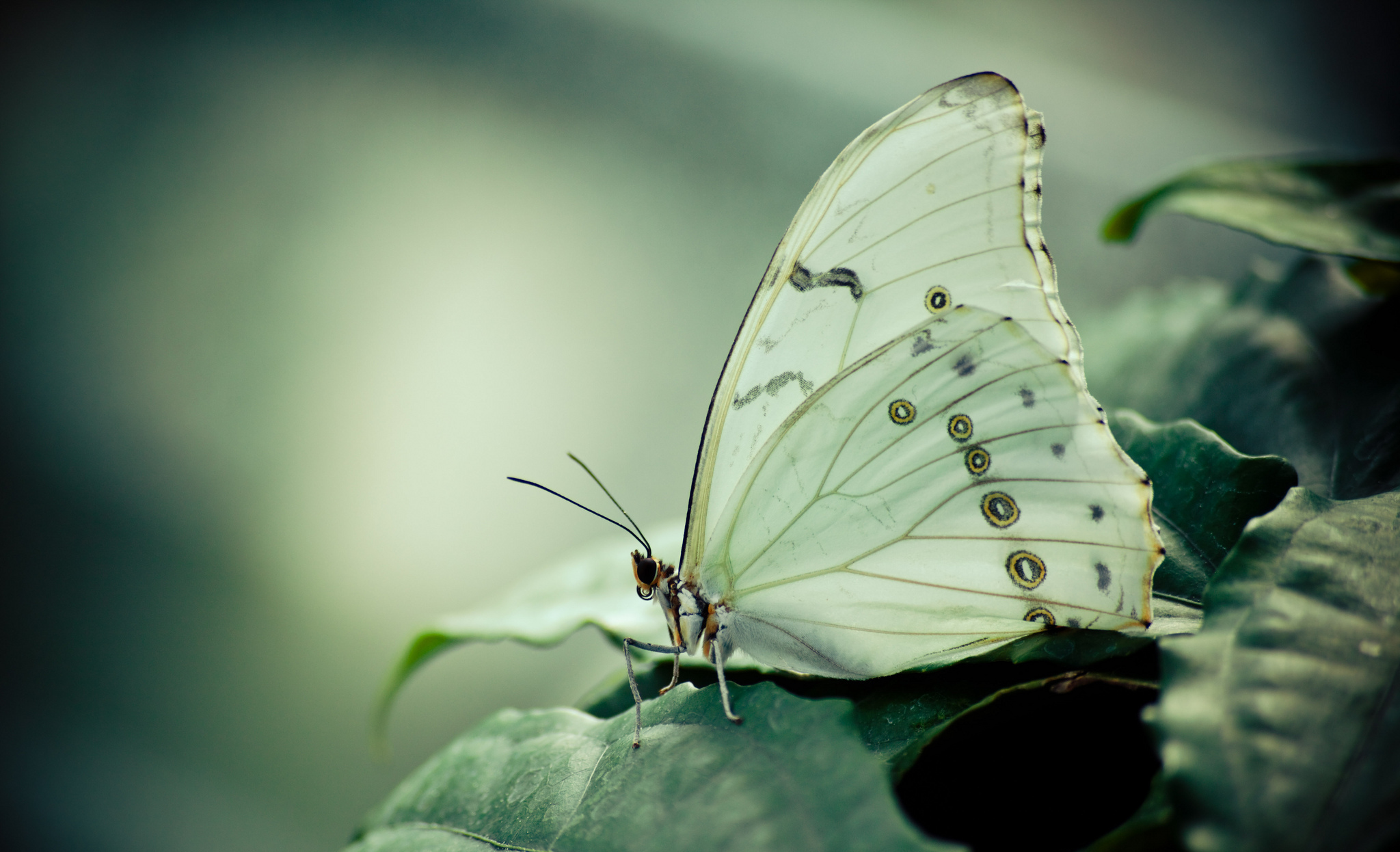 Download mobile wallpaper Nature, Macro, Butterfly, Animal for free.