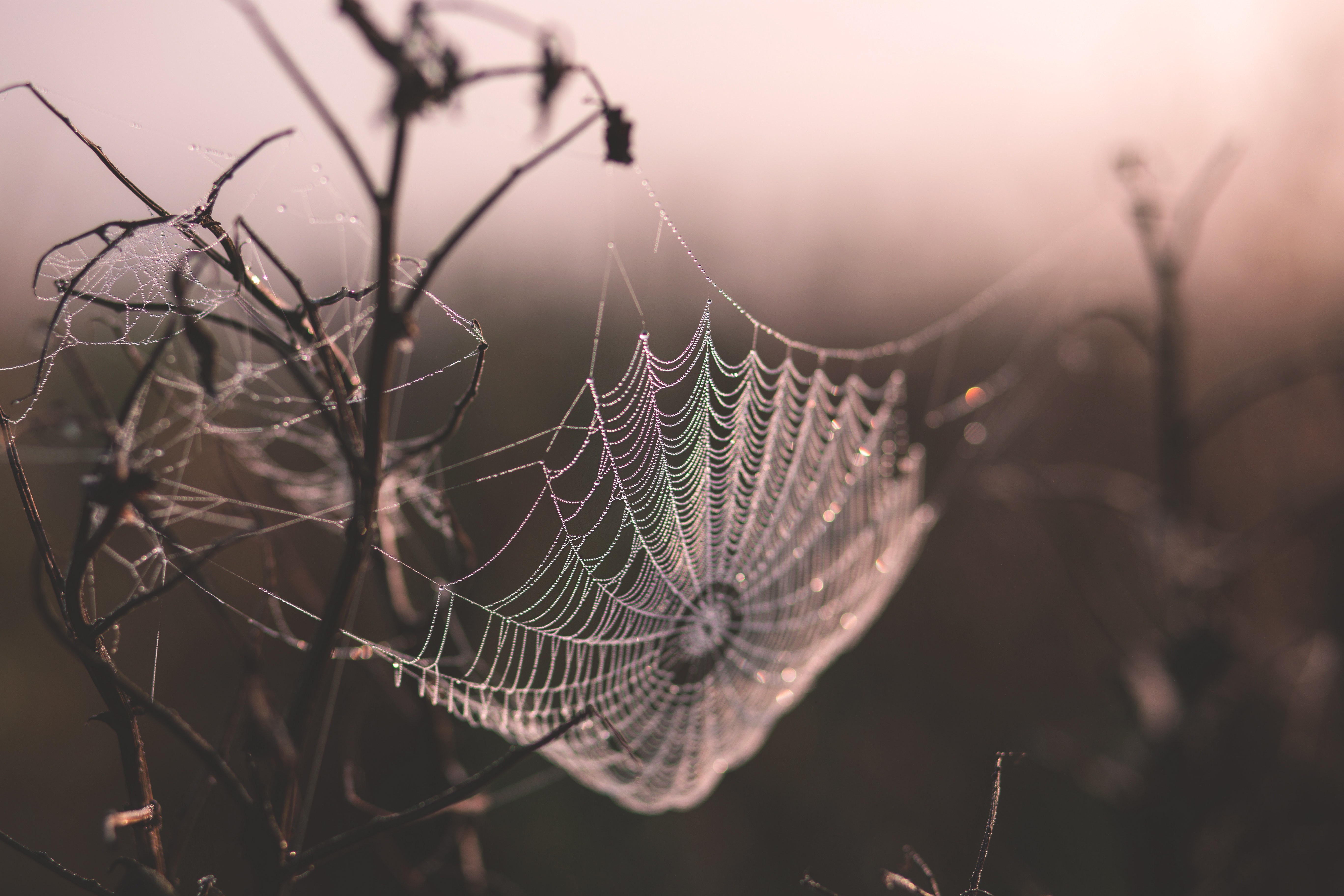 Free download wallpaper Macro, Photography, Spider Web on your PC desktop