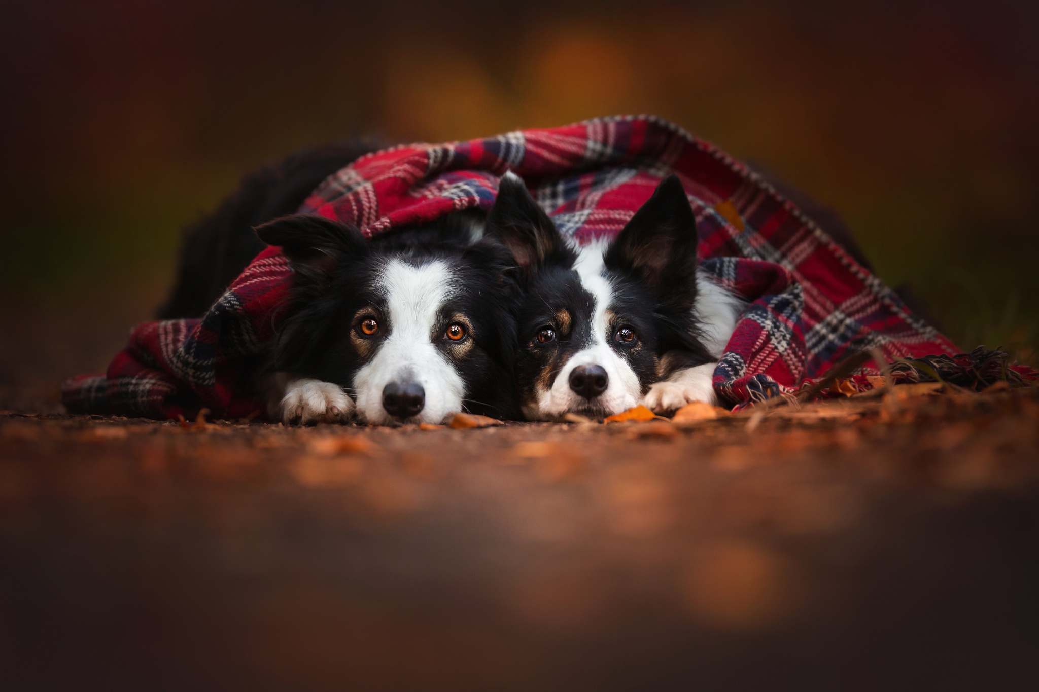 Download mobile wallpaper Dogs, Dog, Animal, Australian Shepherd, Scarf for free.