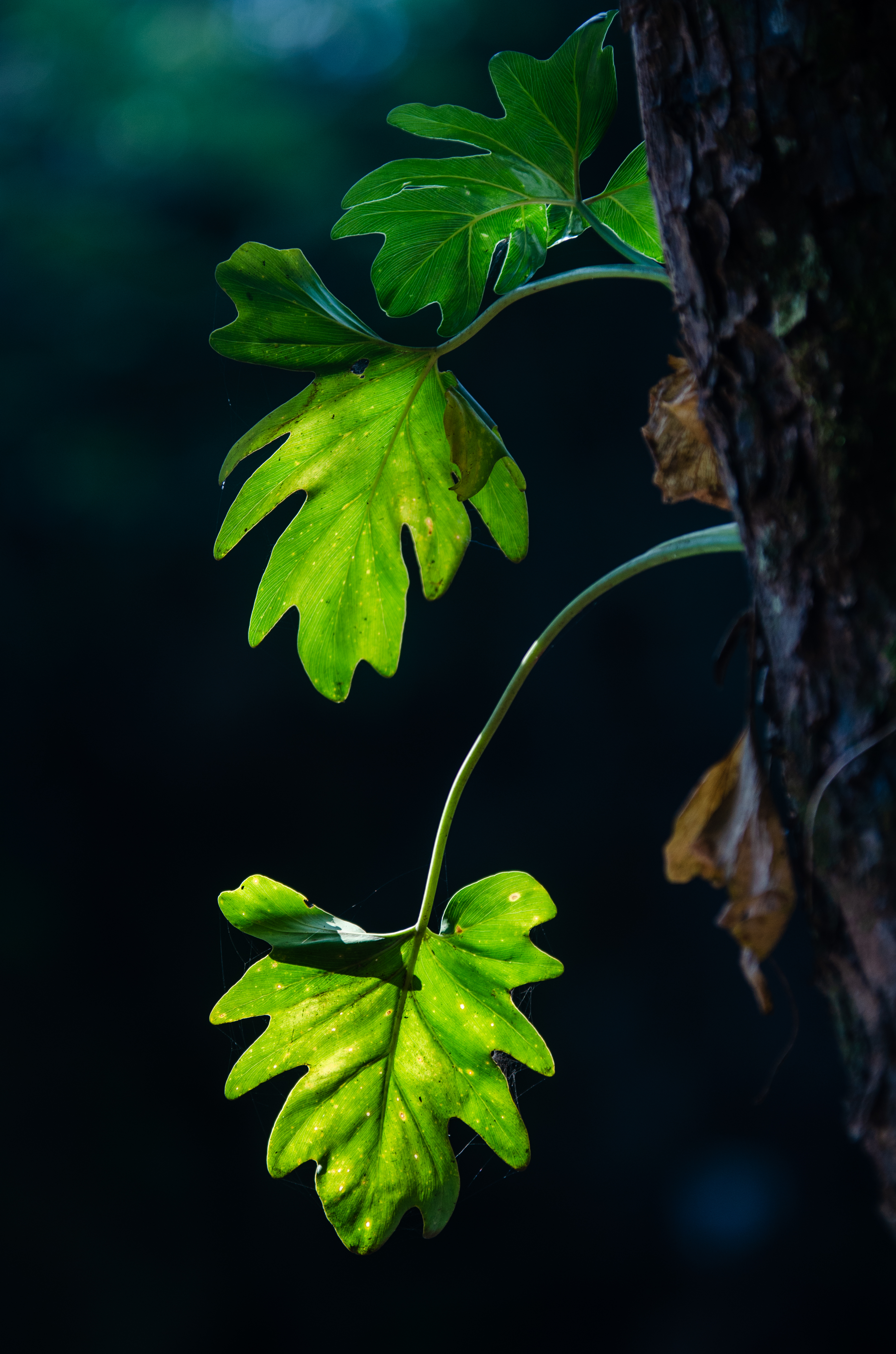 blur, smooth, leaves, macro, branches, shadows Full HD
