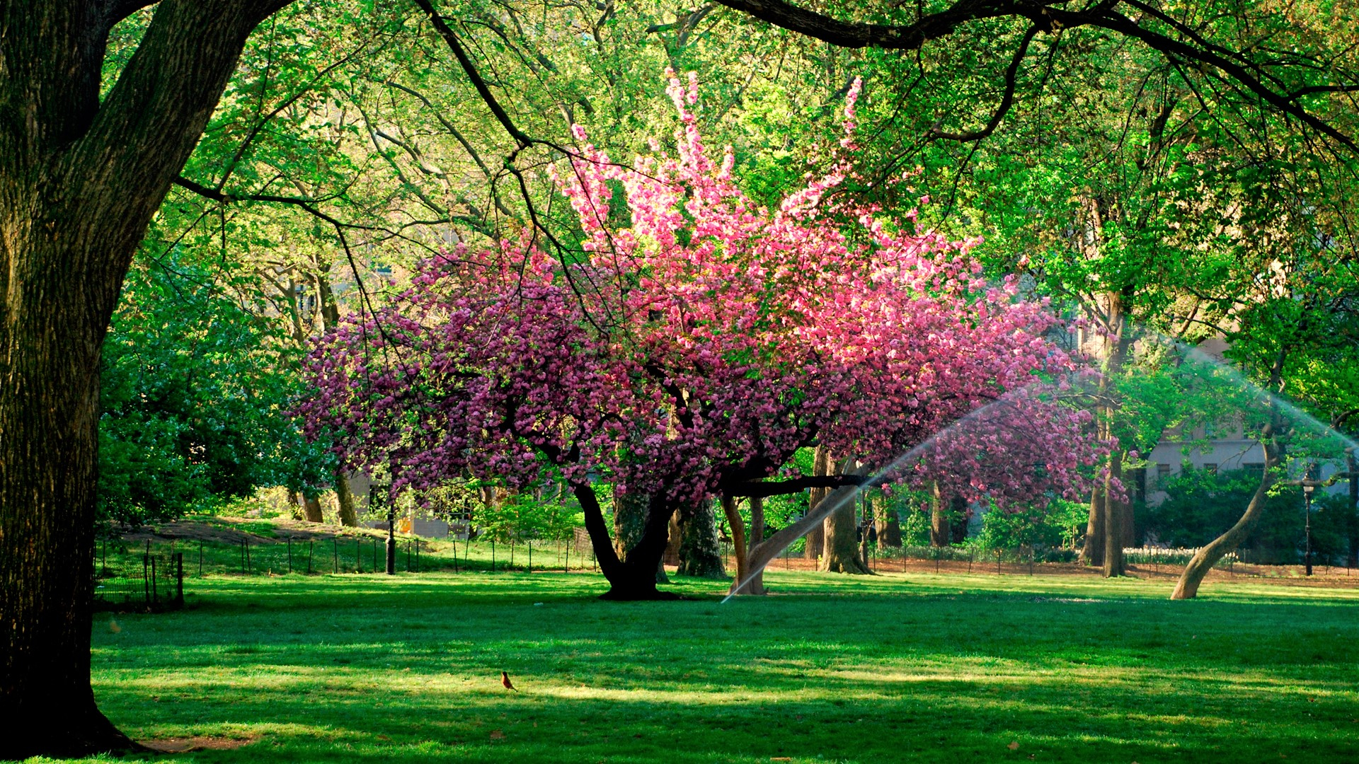 Завантажити шпалери безкоштовно Дерева, Парк, Дерево, Цвітіння, Земля, Рожевий, Весна картинка на робочий стіл ПК