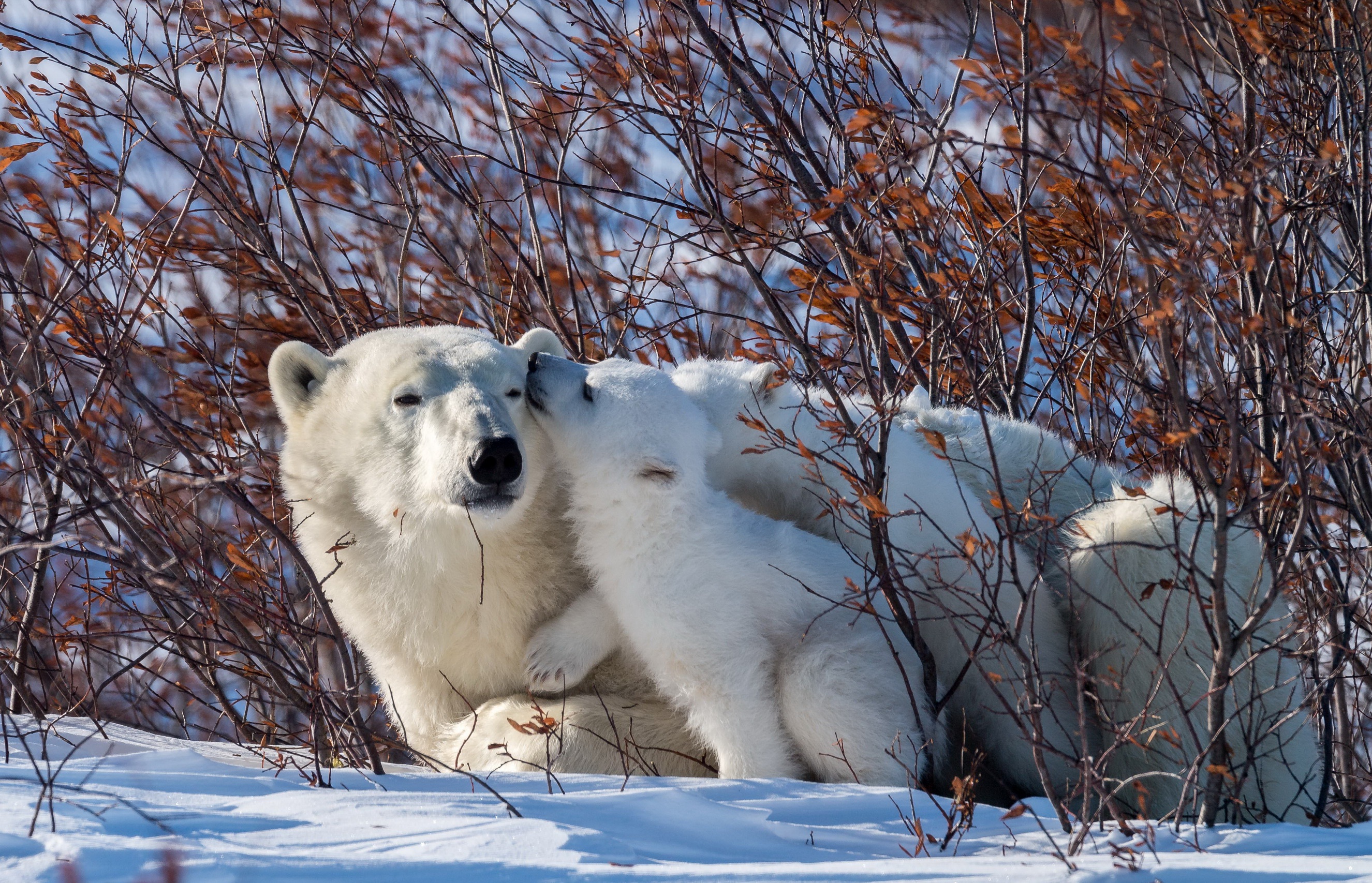 Free download wallpaper Bears, Animal, Polar Bear, Baby Animal, Cub on your PC desktop