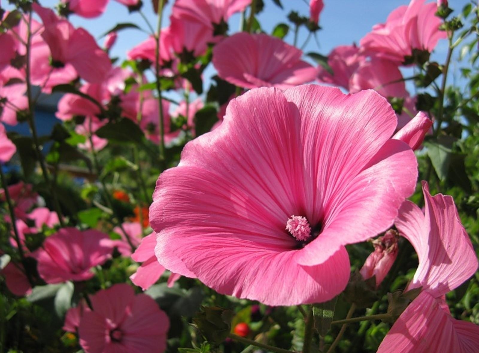 Free download wallpaper Flowers, Flower Bed, Flowerbed, Lavatera, Close Up, Sunny on your PC desktop