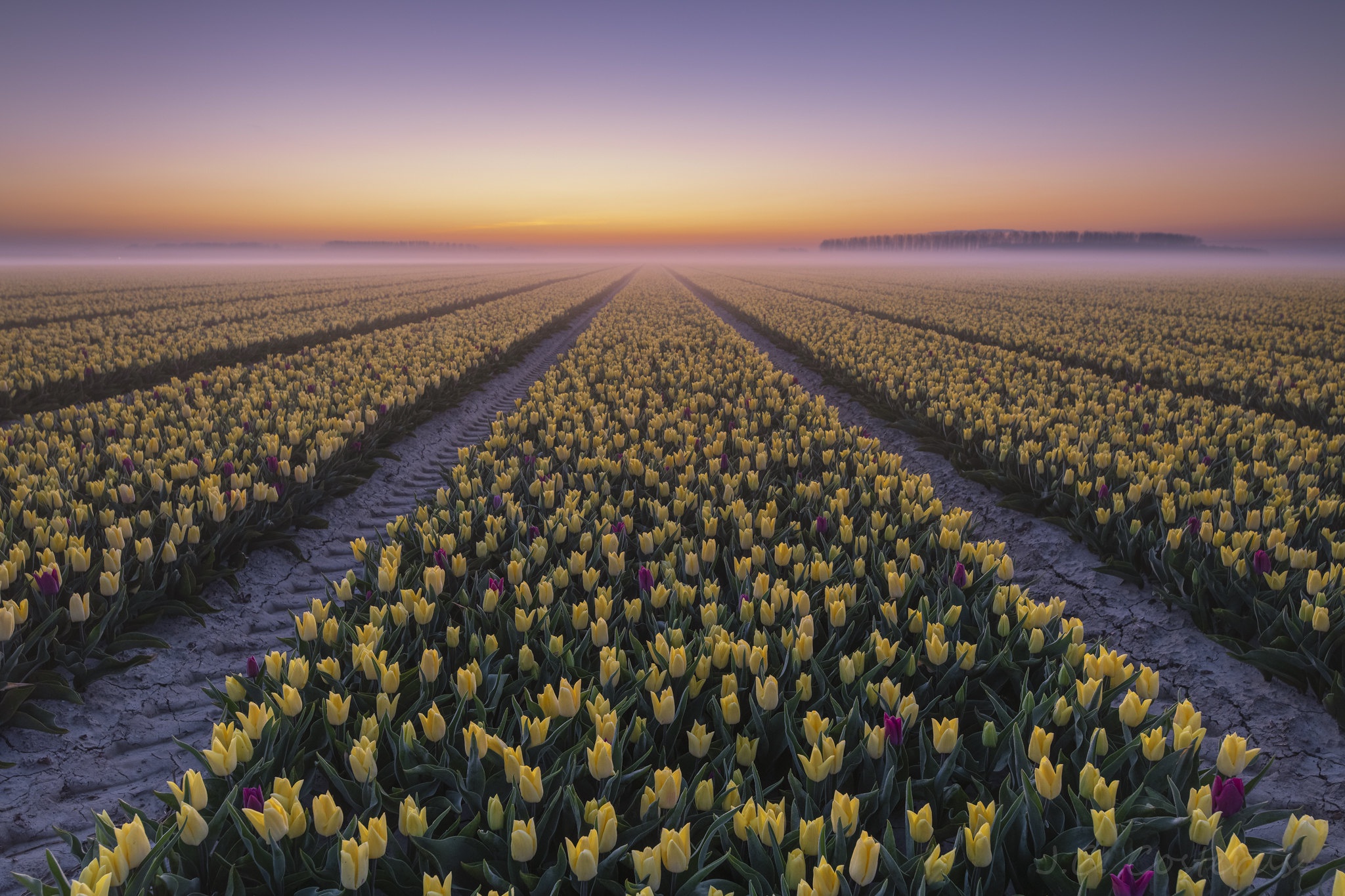 Handy-Wallpaper Blumen, Nebel, Tulpe, Sonnenuntergang, Erde/natur kostenlos herunterladen.