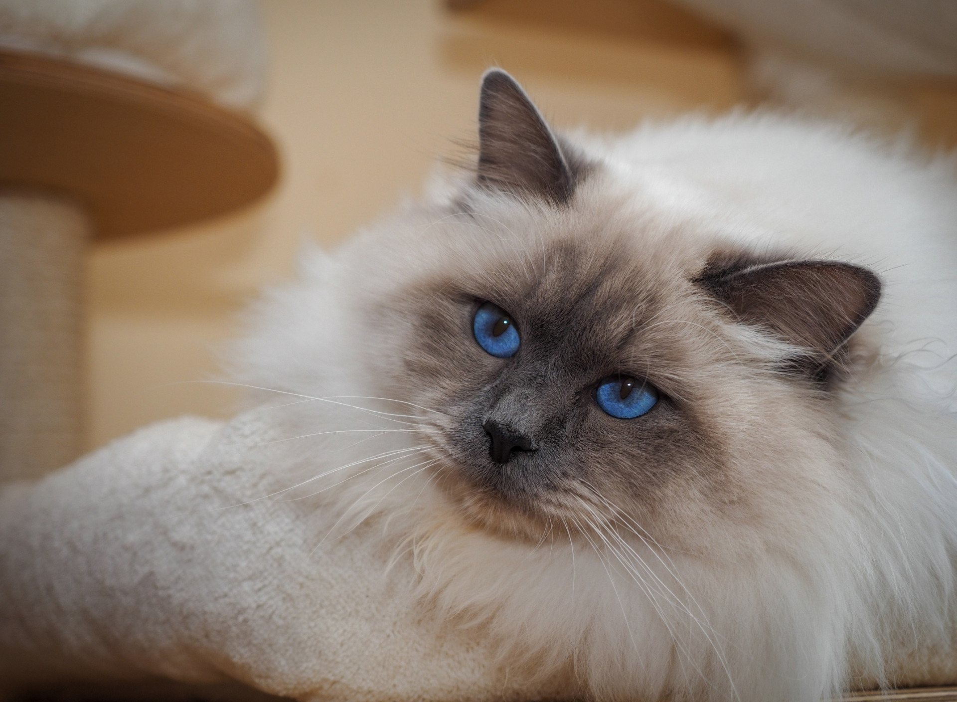 Descarga gratis la imagen Animales, Gatos, Gato, Ojos Azules, Muñeca De Trapo en el escritorio de tu PC