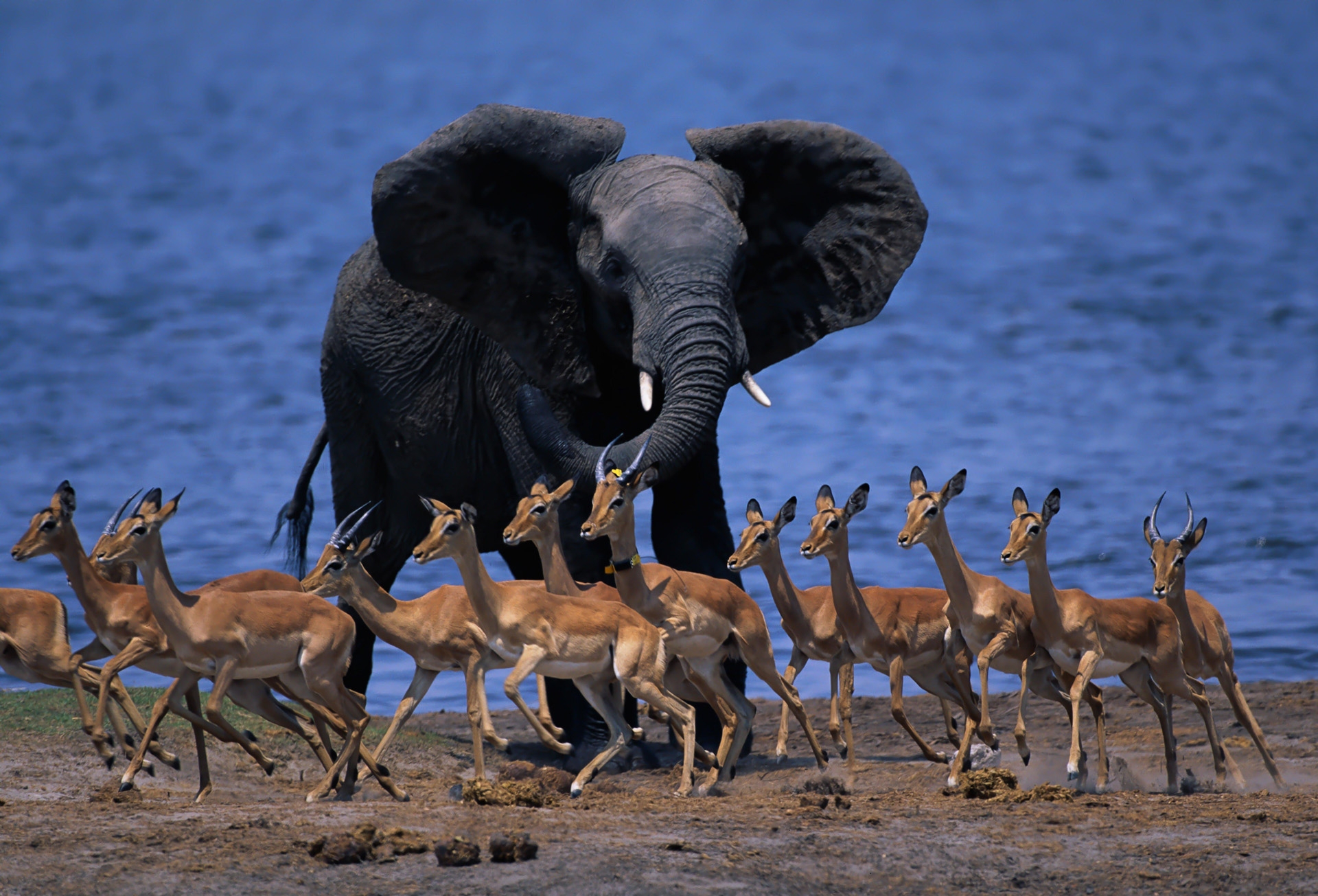 116249 Bild herunterladen tiere, weglaufen, ausführen, elefant, elefanten, fauna von afrika, tierwelt afrikas, dukers, dukes, zwergantilopen - Hintergrundbilder und Bildschirmschoner kostenlos