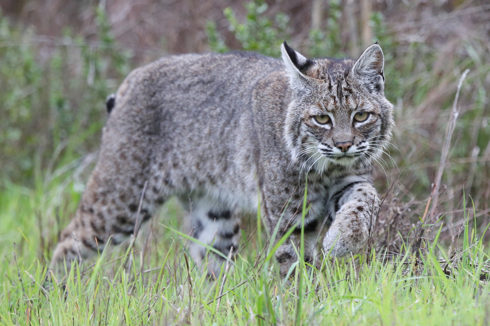 Téléchargez gratuitement l'image Animaux, Chats, Lynx sur le bureau de votre PC