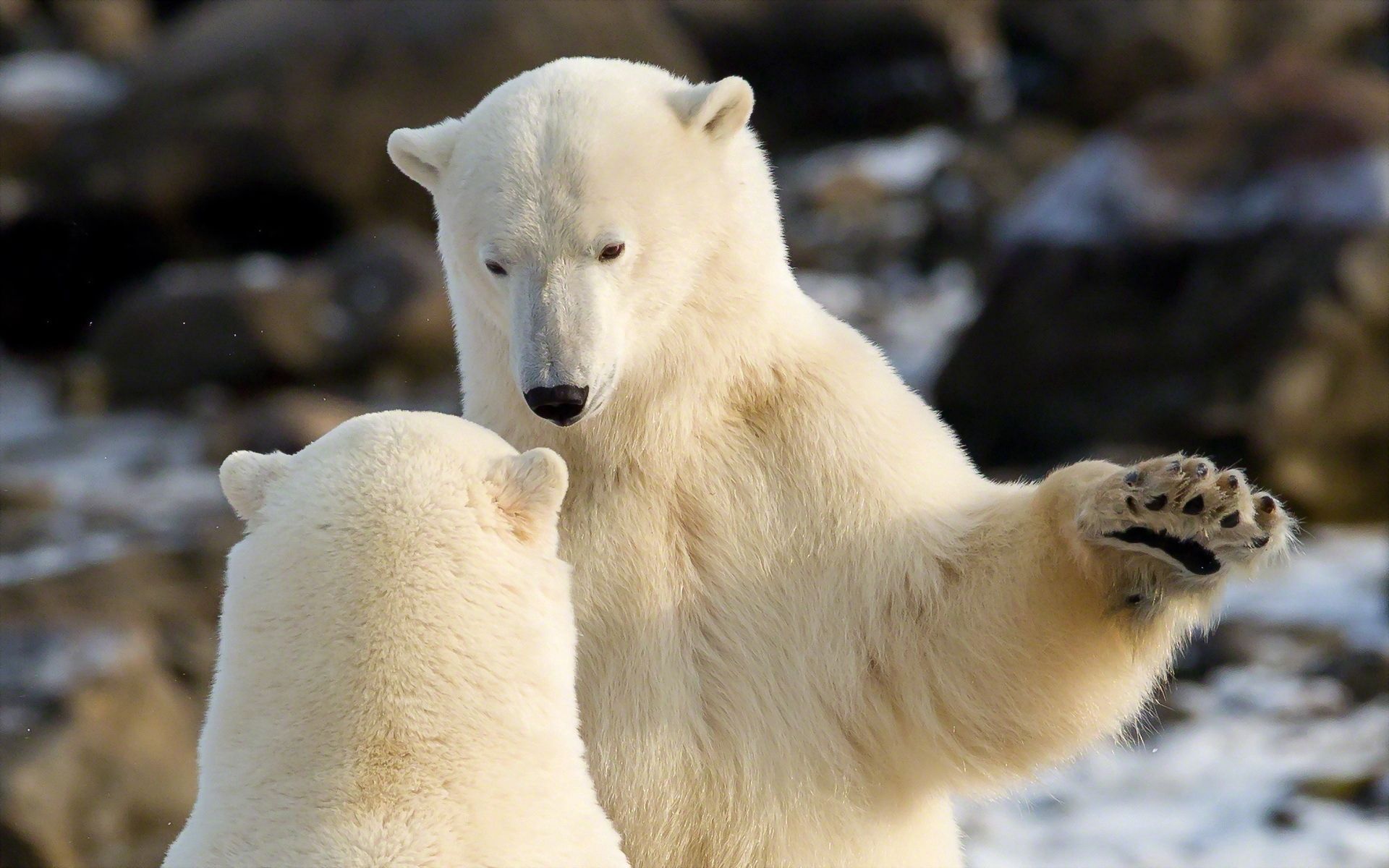 105808 baixar papel de parede animais, ursos brancos, ursos polares, comunicação - protetores de tela e imagens gratuitamente