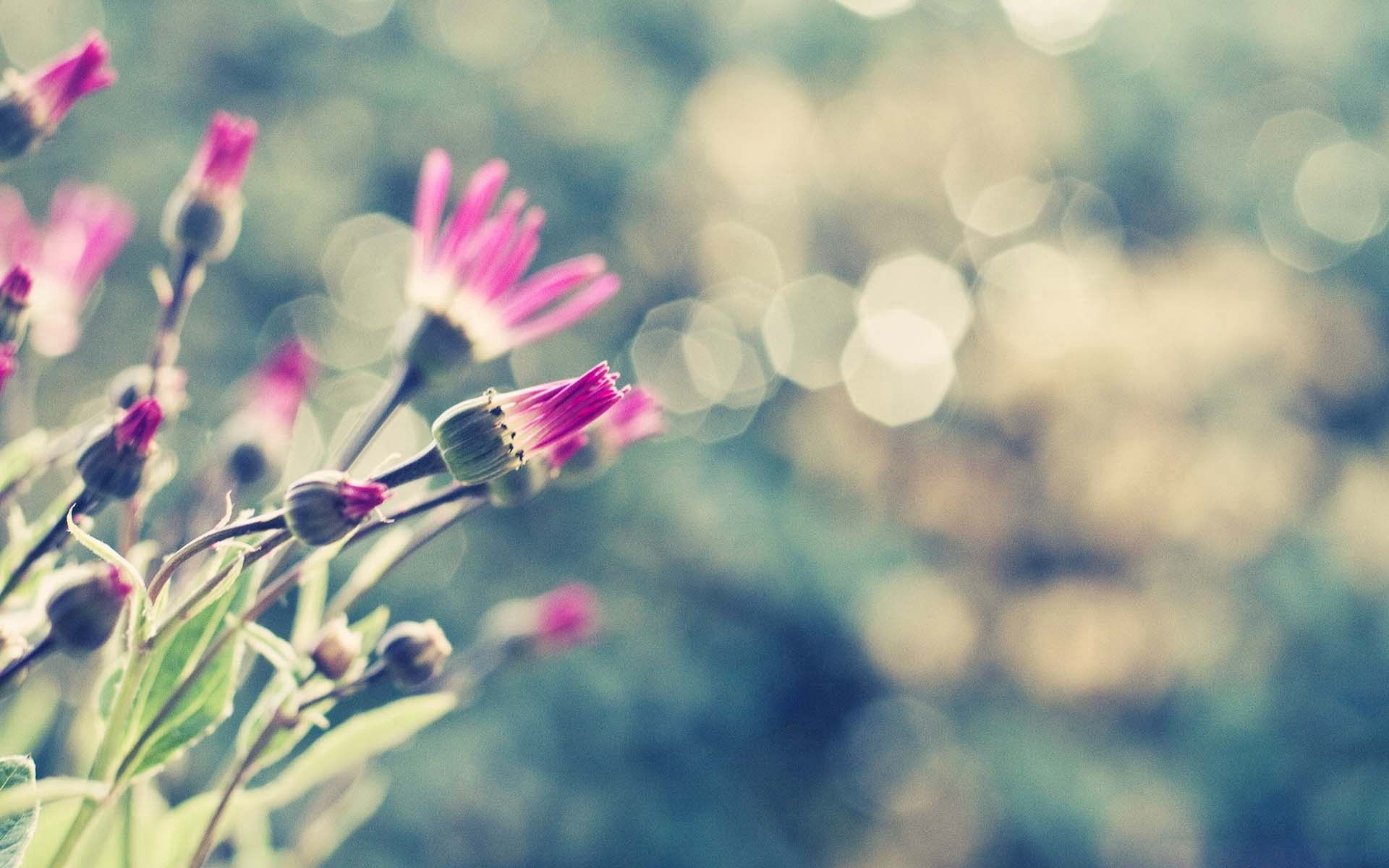 Laden Sie das Grass, Makro, Blendung, Polyana, Glade, Blumen-Bild kostenlos auf Ihren PC-Desktop herunter