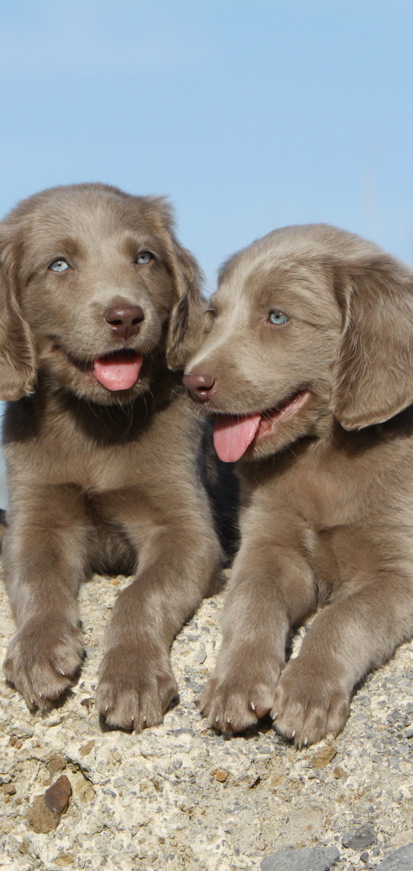 Download mobile wallpaper Dogs, Dog, Animal, Puppy, Weimaraner for free.