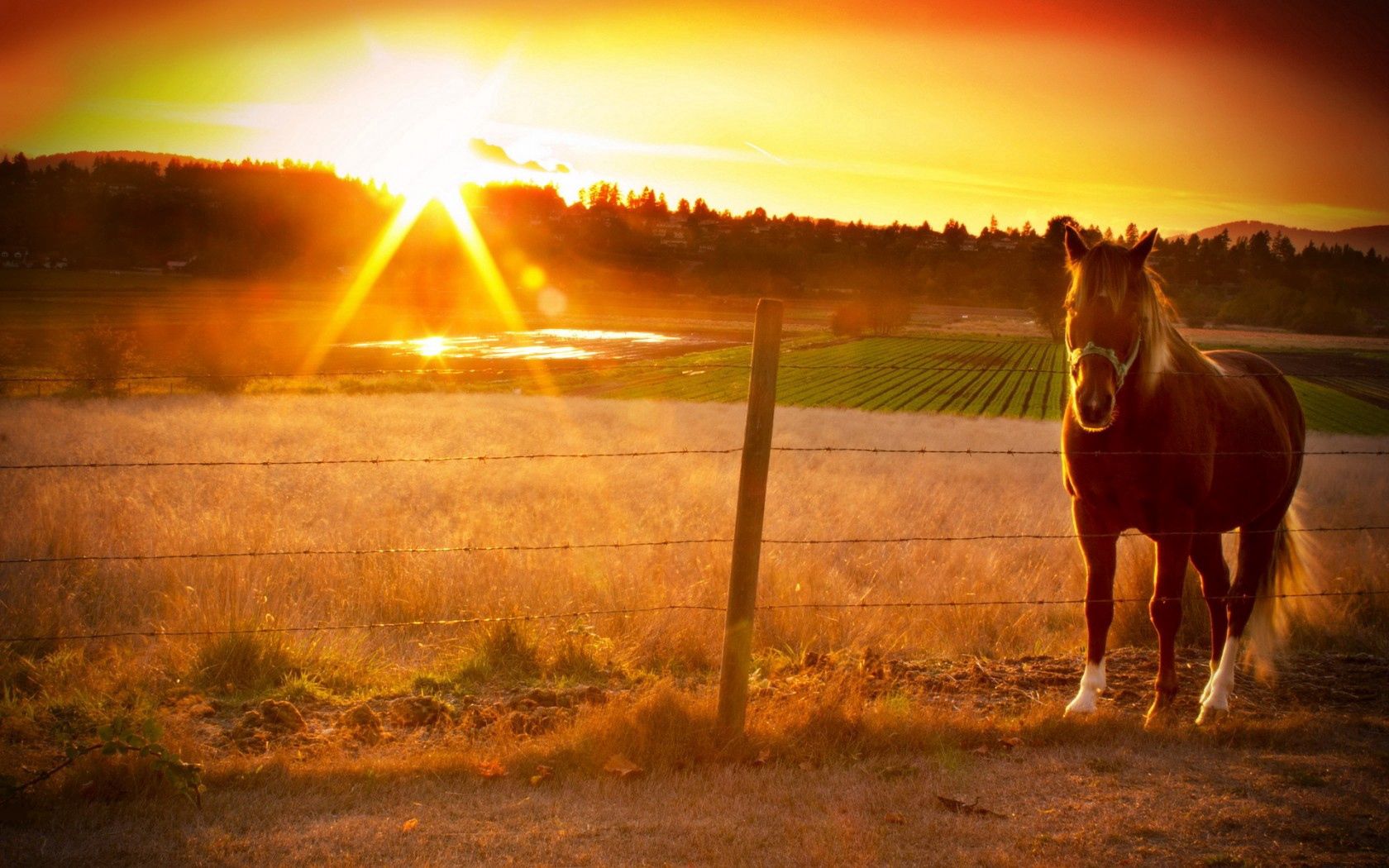 Download mobile wallpaper Fence, Animals, Sunset, Horse for free.