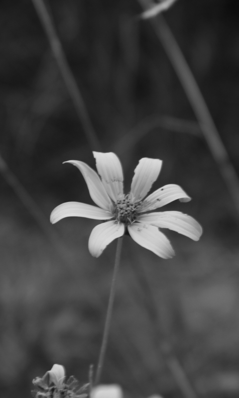 Descarga gratuita de fondo de pantalla para móvil de Flores, Flor, Tierra/naturaleza.