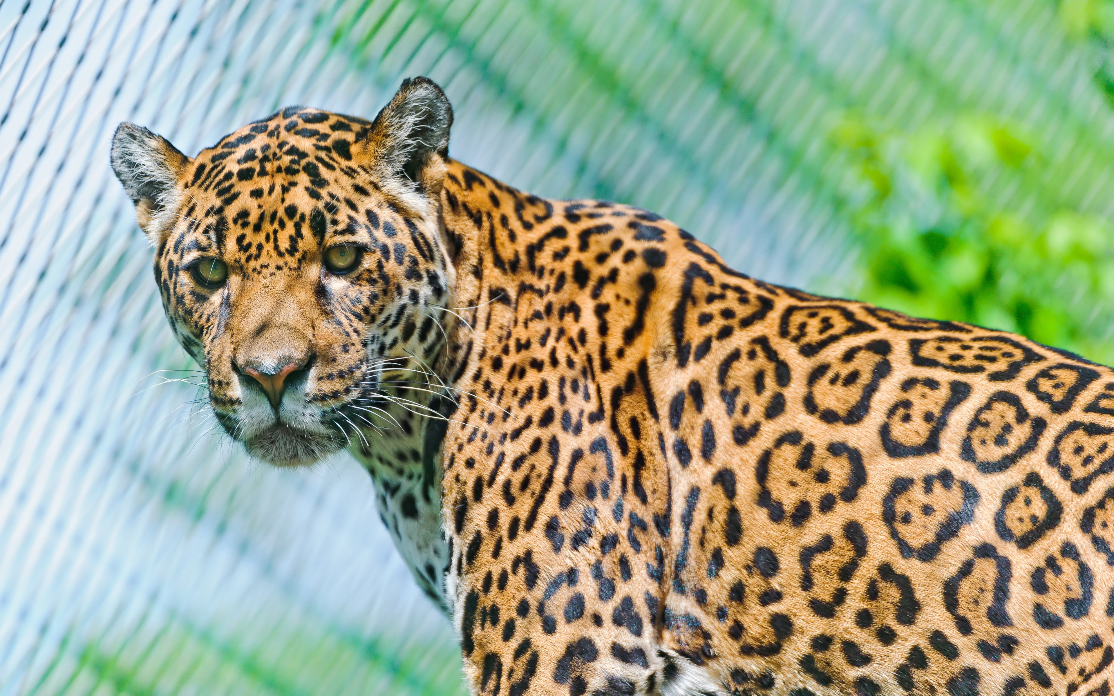 152088 télécharger le fond d'écran animaux, jaguar, museau, muselière, à pois, boutonneux, prédateur, vue, opinion, regarde en arrière, regarder derrière soi - économiseurs d'écran et images gratuitement