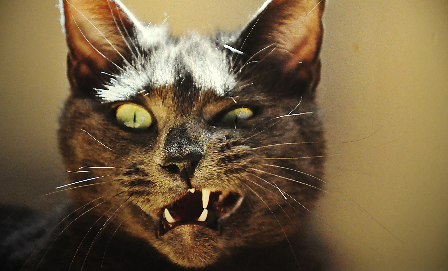 Laden Sie das Tiere, Katzen, Katze, Zähne-Bild kostenlos auf Ihren PC-Desktop herunter