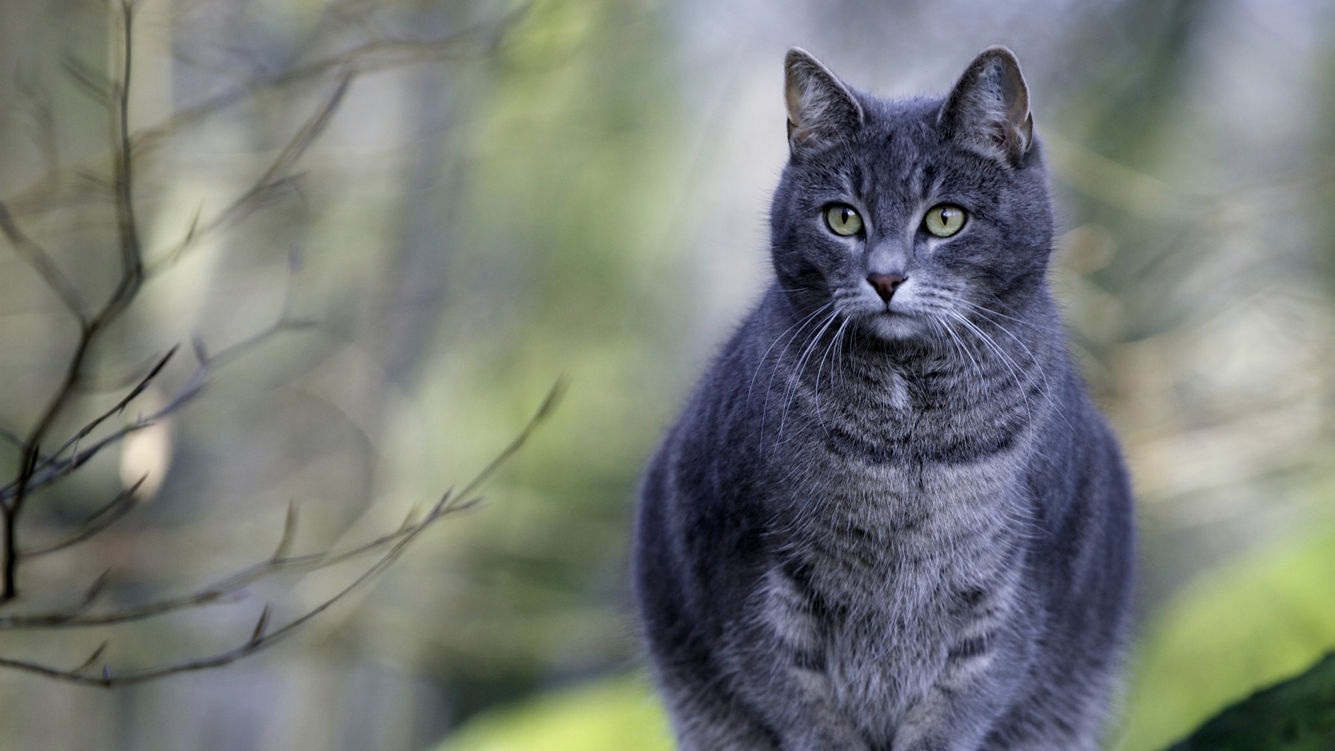 Handy-Wallpaper Tiere, Katzen, Katze kostenlos herunterladen.