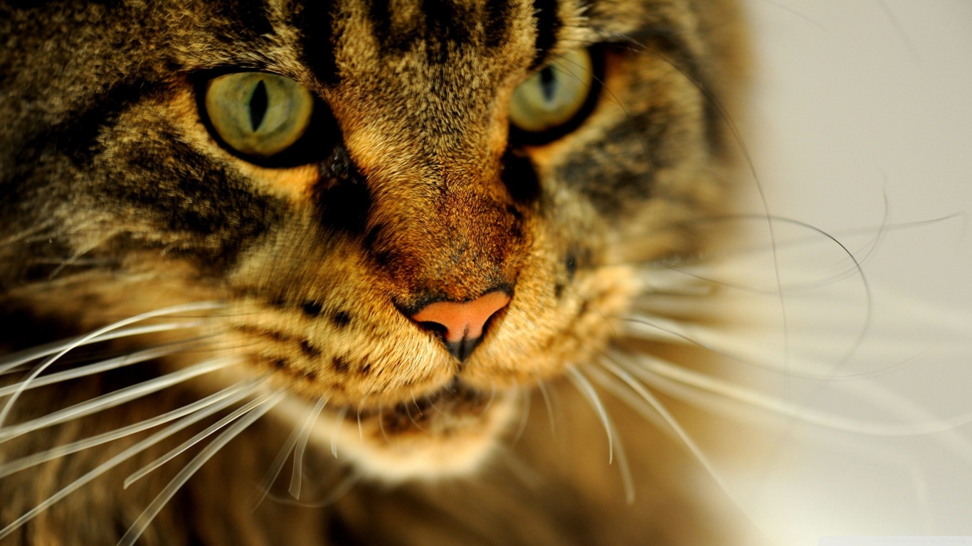 Baixe gratuitamente a imagem Animais, Gatos, Gato na área de trabalho do seu PC