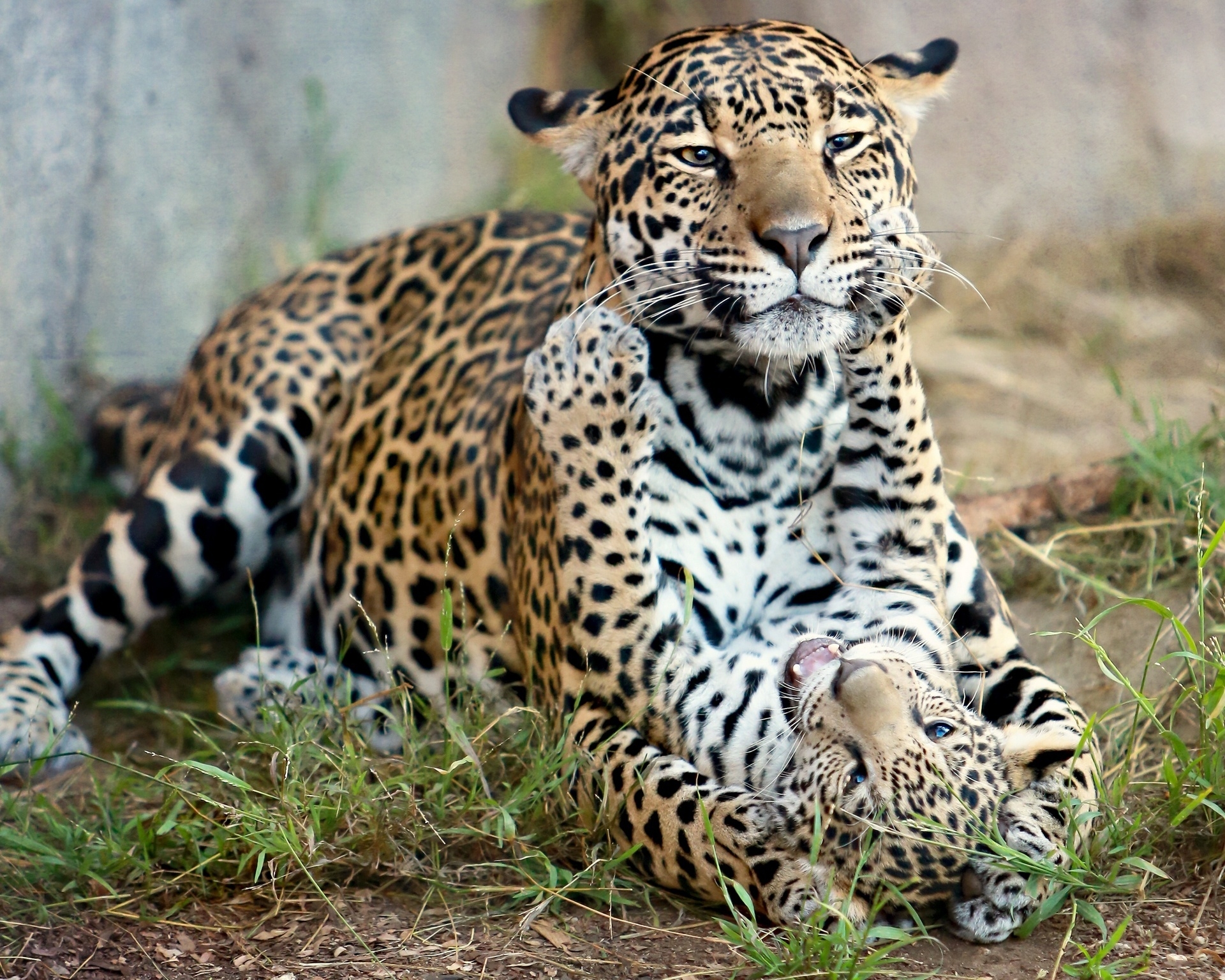 112396 Bild herunterladen tiere, katzen, jaguar, kätzchen, raubtiere, mutterschaft, baby jaguar, jaguar cub - Hintergrundbilder und Bildschirmschoner kostenlos