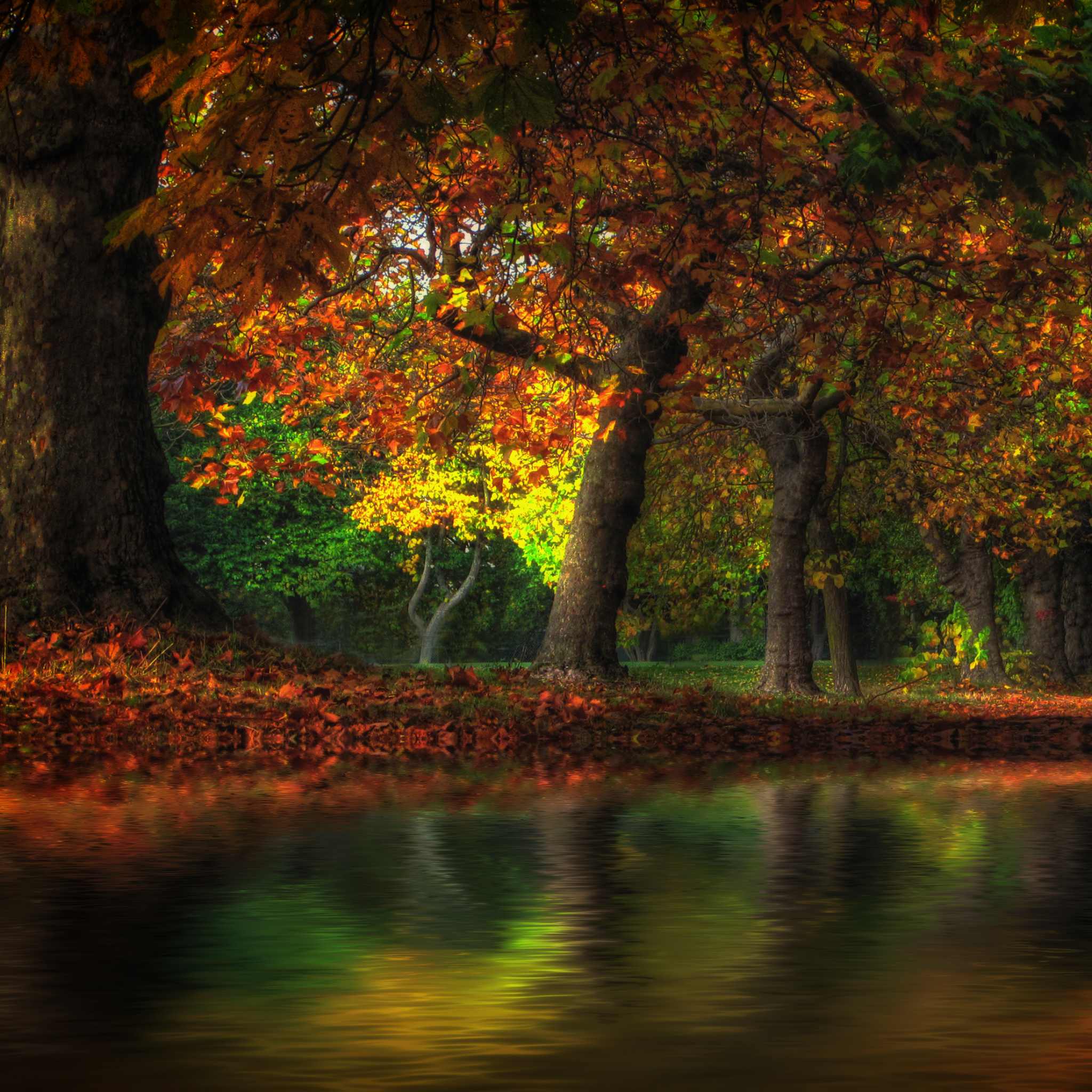 無料モバイル壁紙風景, 自然, 木, 秋, 地球をダウンロードします。