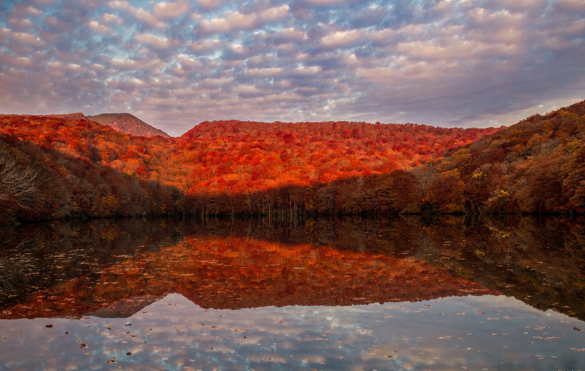 Download mobile wallpaper Nature, Lake, Reflection, Forest, Fall, Earth, Cloud for free.