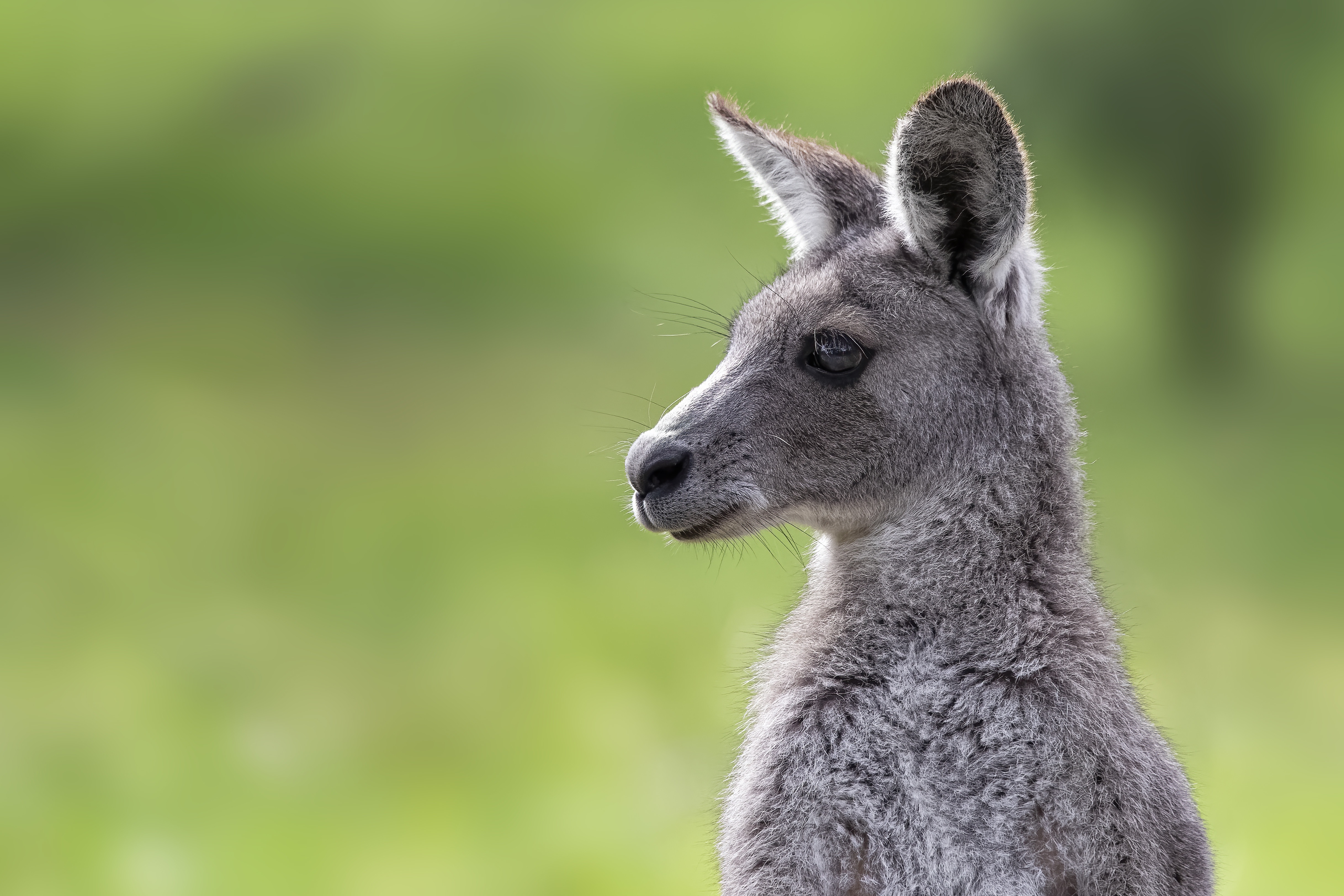 Free download wallpaper Kangaroo, Animal, Eastern Grey Kangaroo on your PC desktop