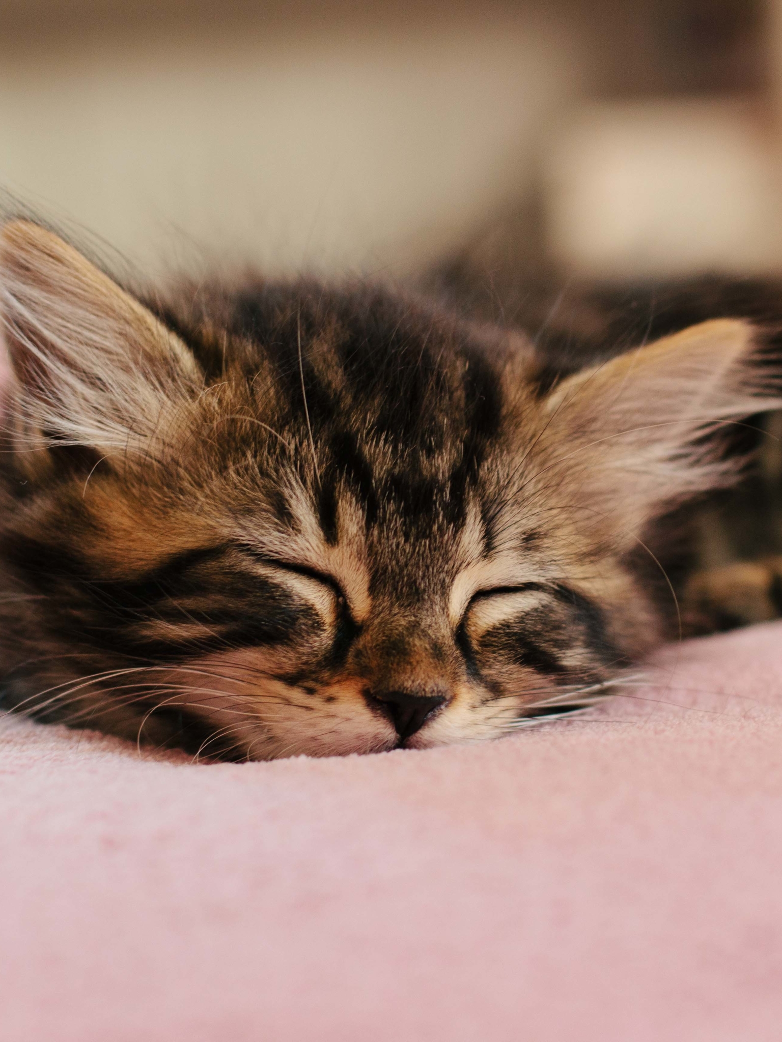 Free download wallpaper Cats, Cat, Kitten, Animal, Sleeping, Baby Animal on your PC desktop