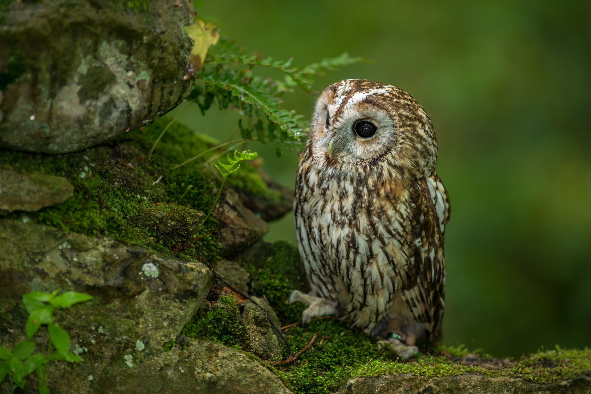 Free download wallpaper Birds, Owl, Bird, Animal on your PC desktop