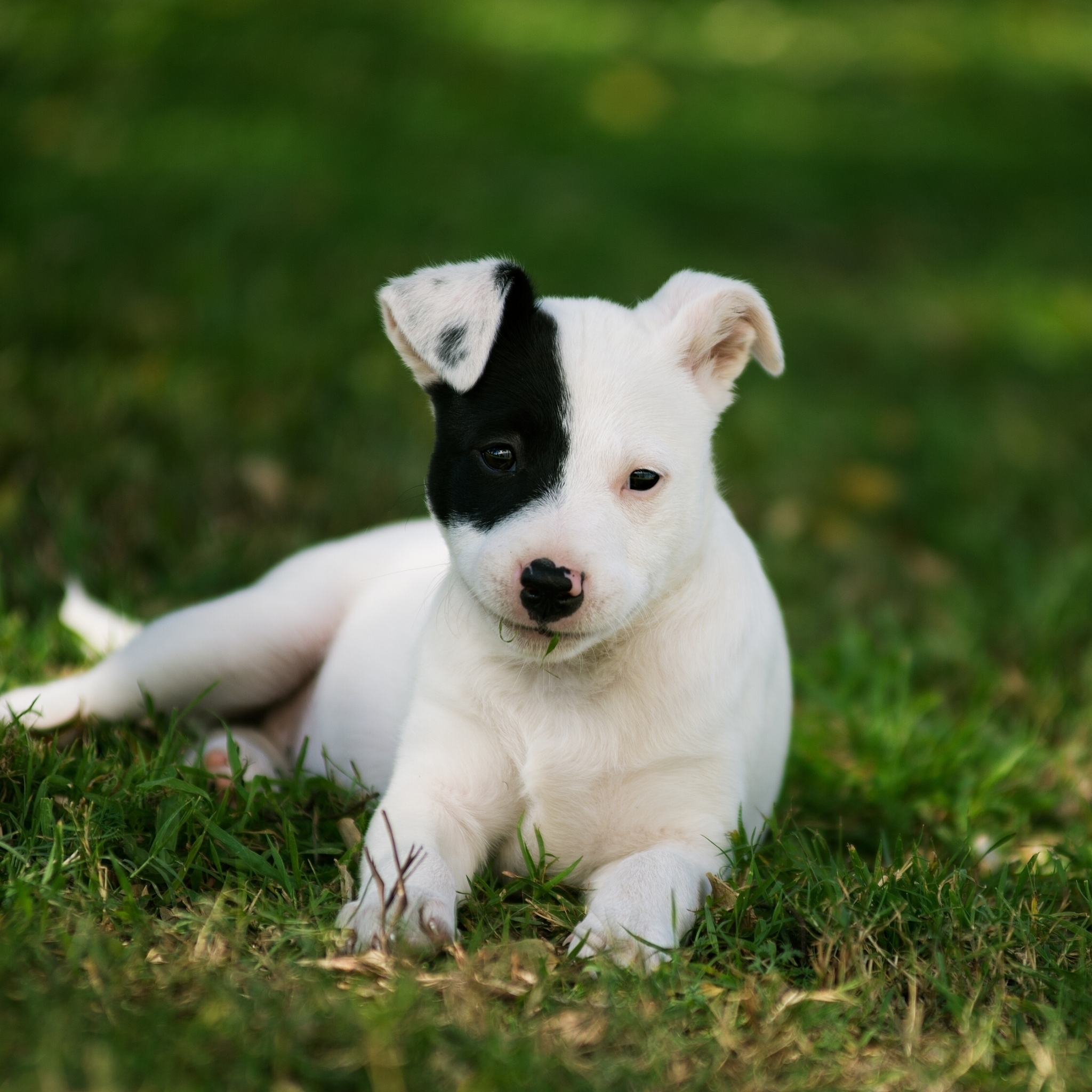 Free download wallpaper Dogs, Animal, Puppy on your PC desktop