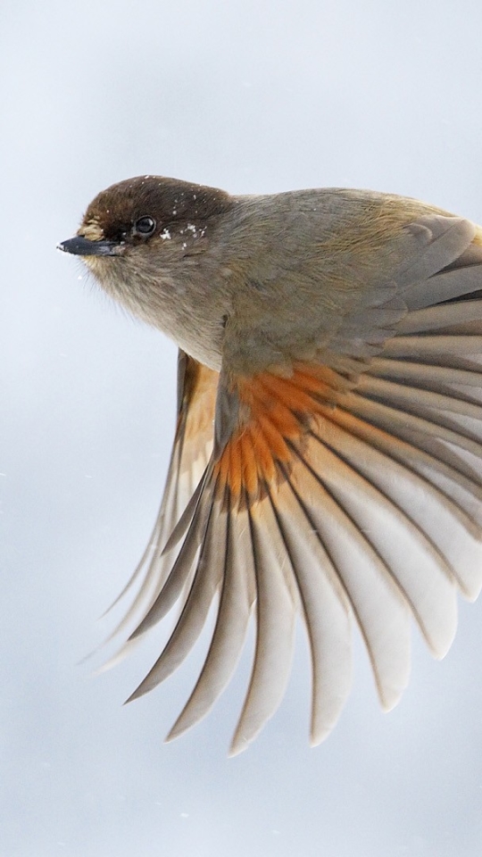 Baixar papel de parede para celular de Animais, Aves, Pássaro gratuito.