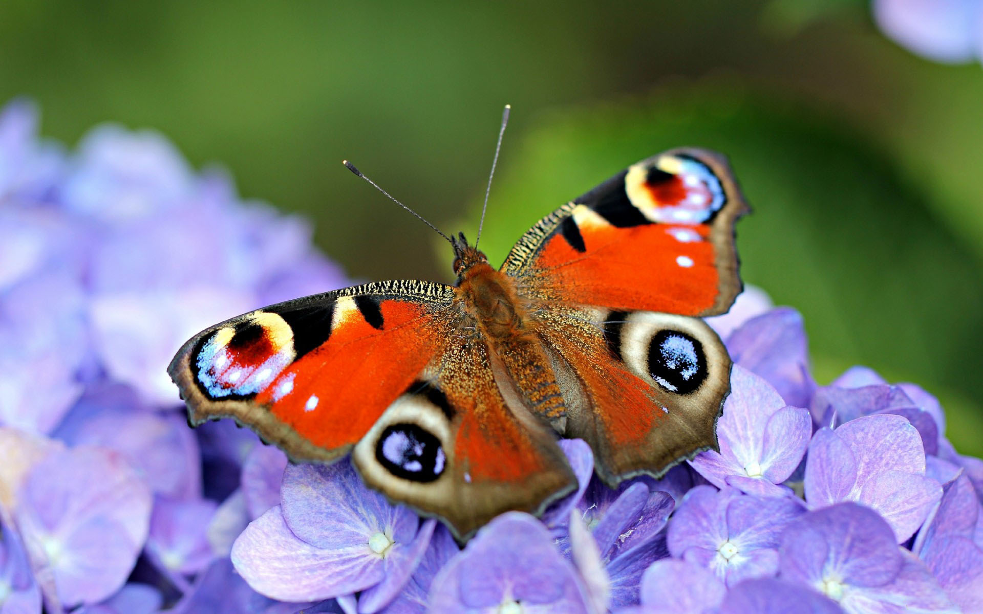609352 Bildschirmschoner und Hintergrundbilder Schmetterlinge auf Ihrem Telefon. Laden Sie  Bilder kostenlos herunter