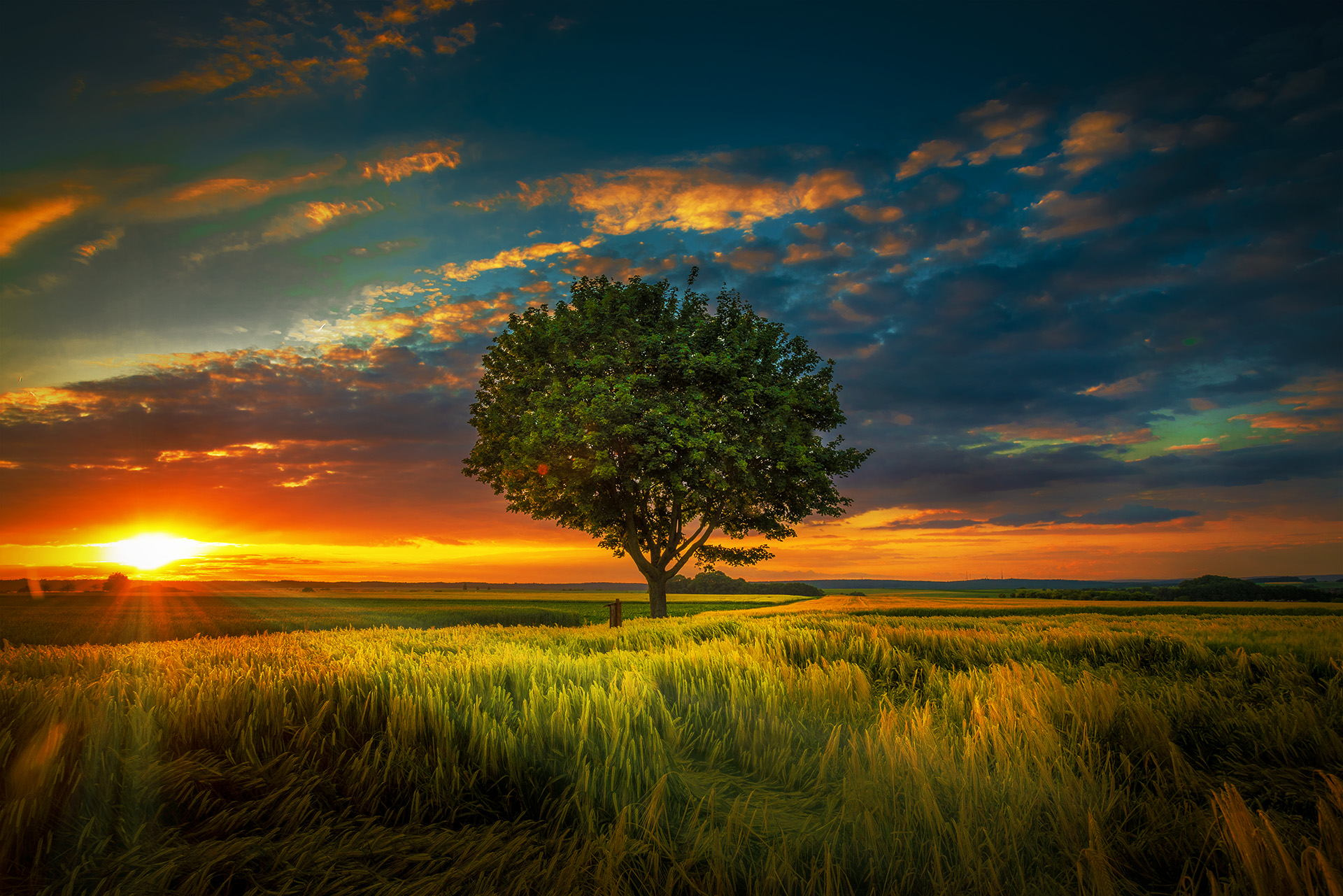 sunbeam, nature, summer, sunset, lonely tree, earth, cloud, field, tree