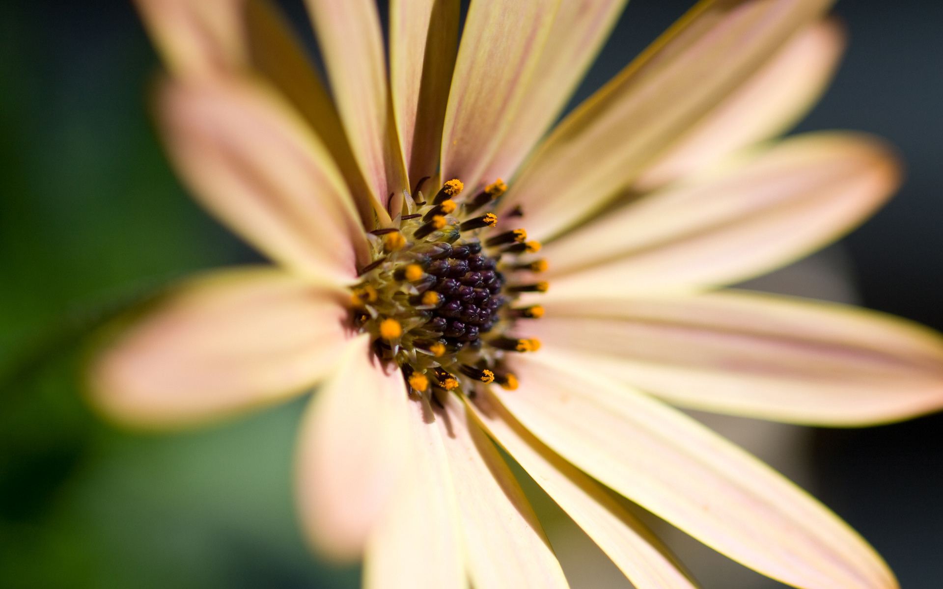 Descarga gratuita de fondo de pantalla para móvil de Flores, Flor, Tierra/naturaleza.